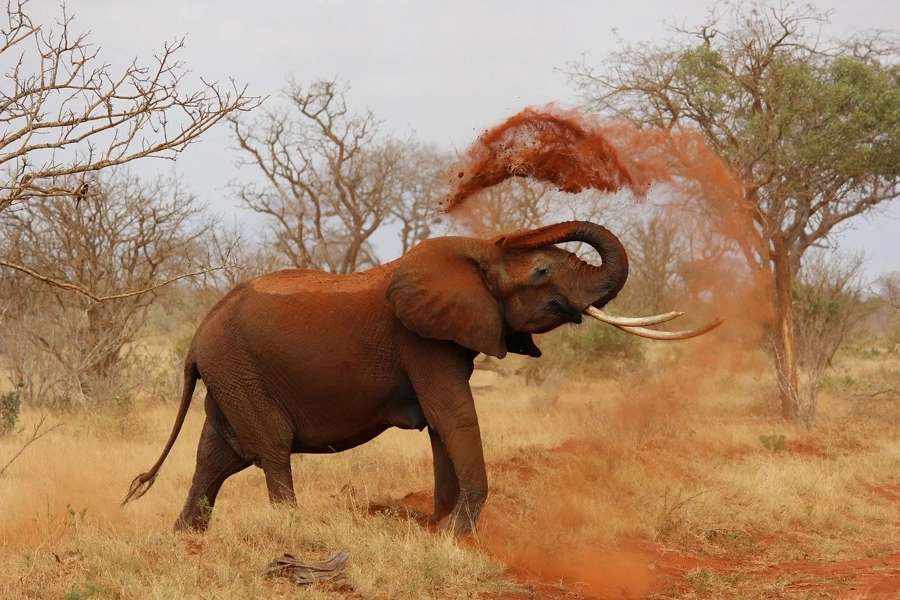 Climate crisis killing 20 times more elephants than poaching