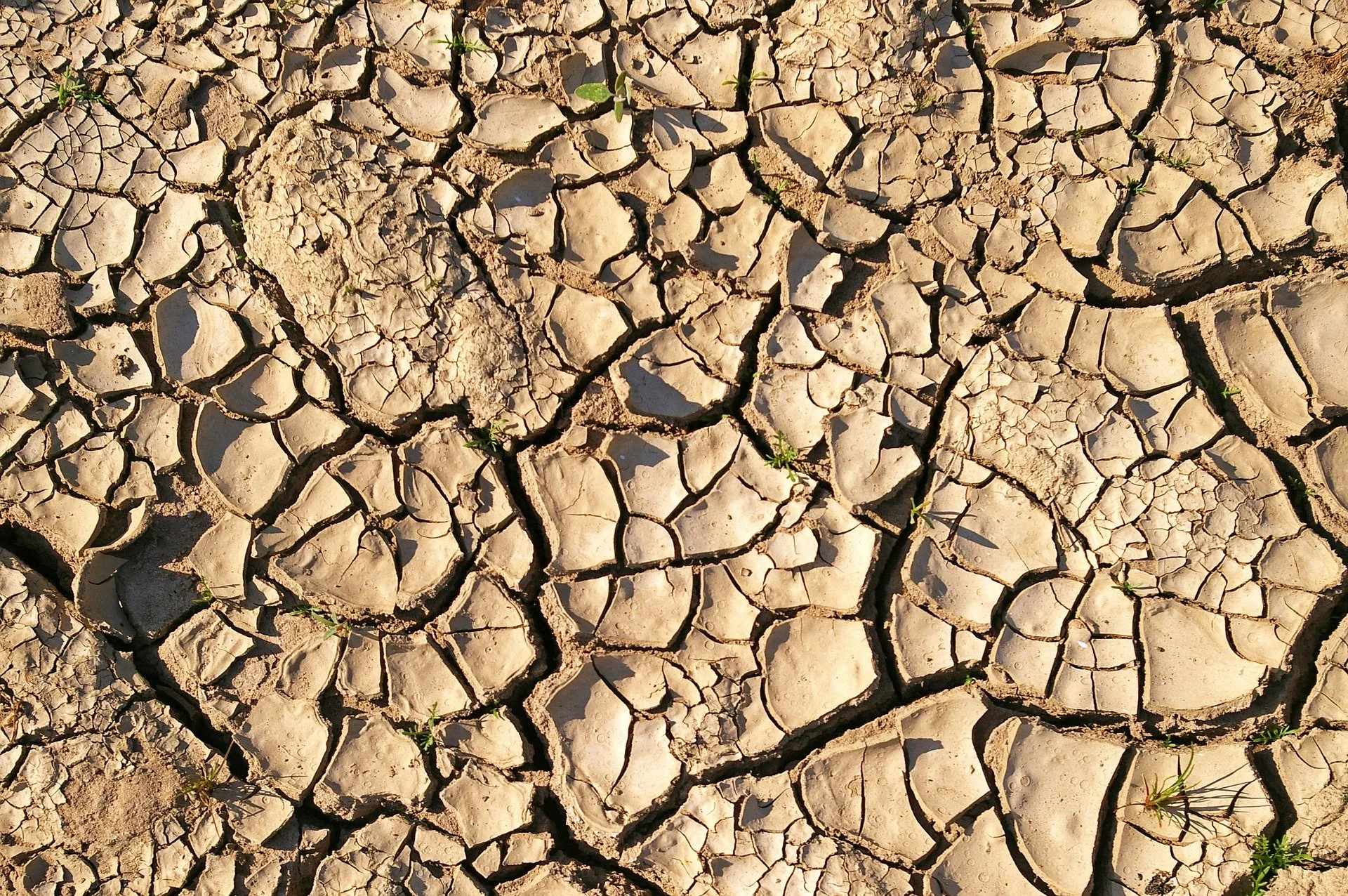 Droughts are getting worse around the world: NZ farmers get ready