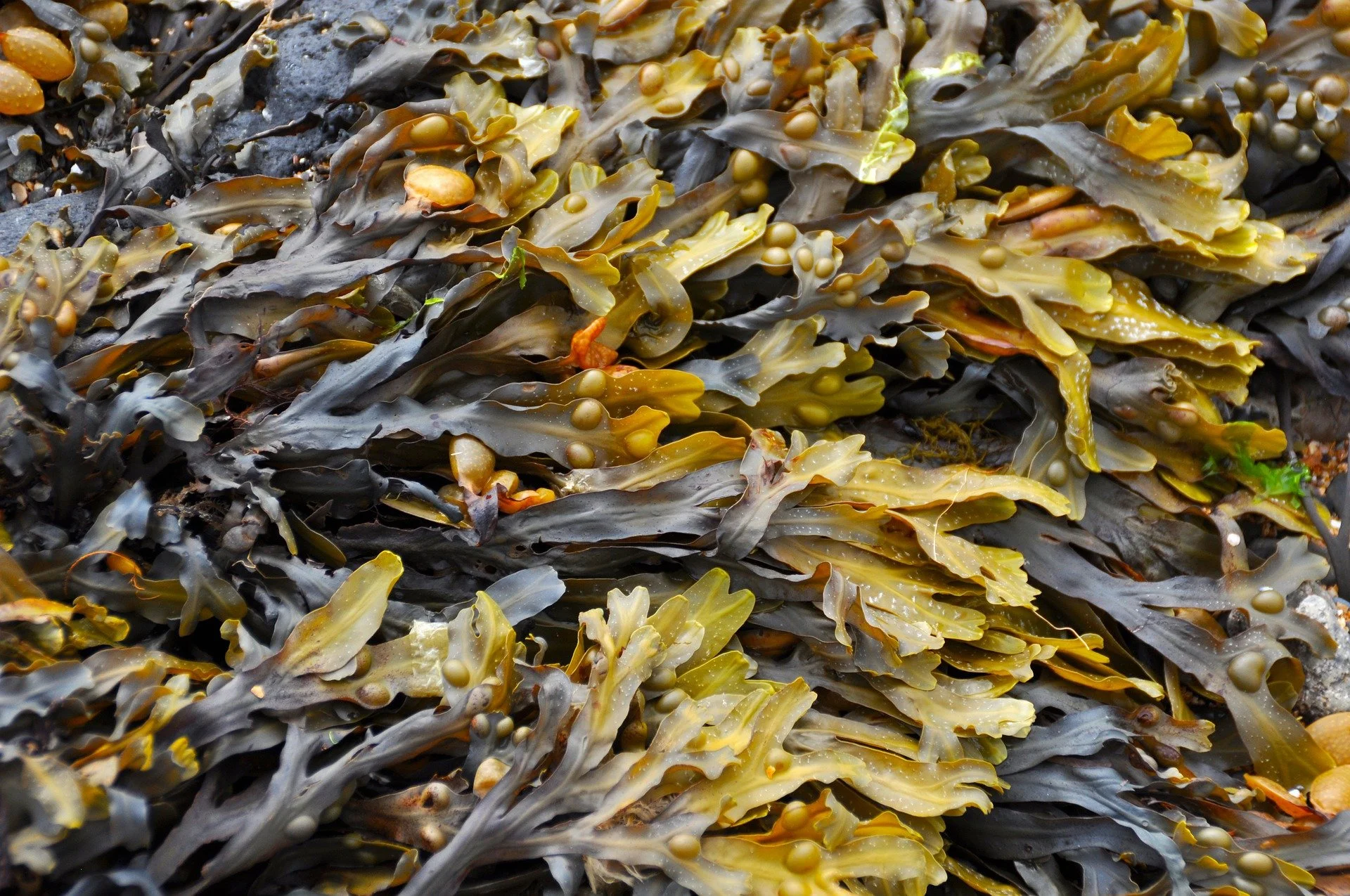 NZ seaweed innovator cranking up