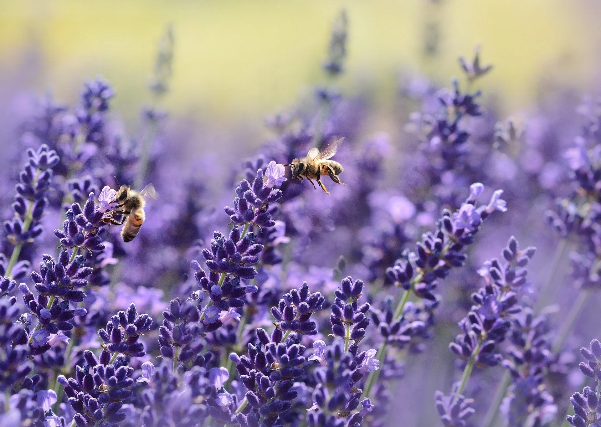 Vegan honey the future to save bees on the planet