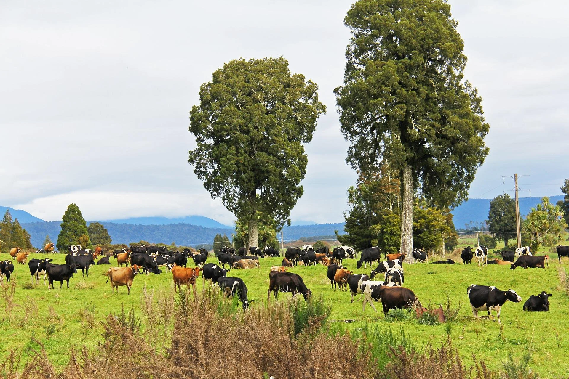 Feeding the world sustainably