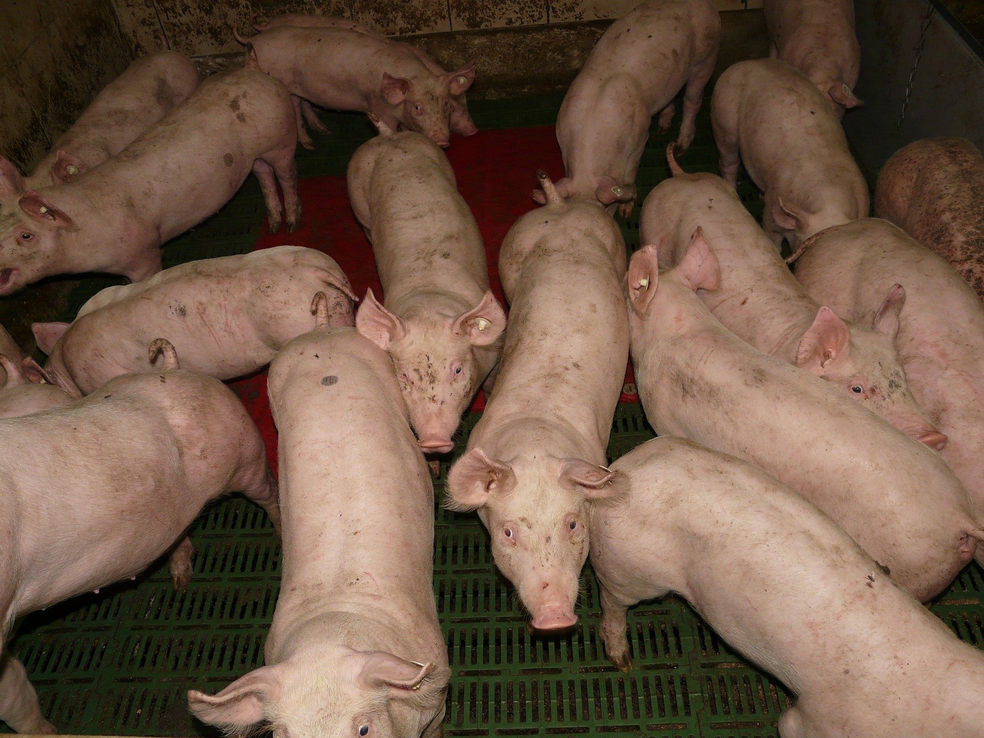 The ethical cost of some pig farming