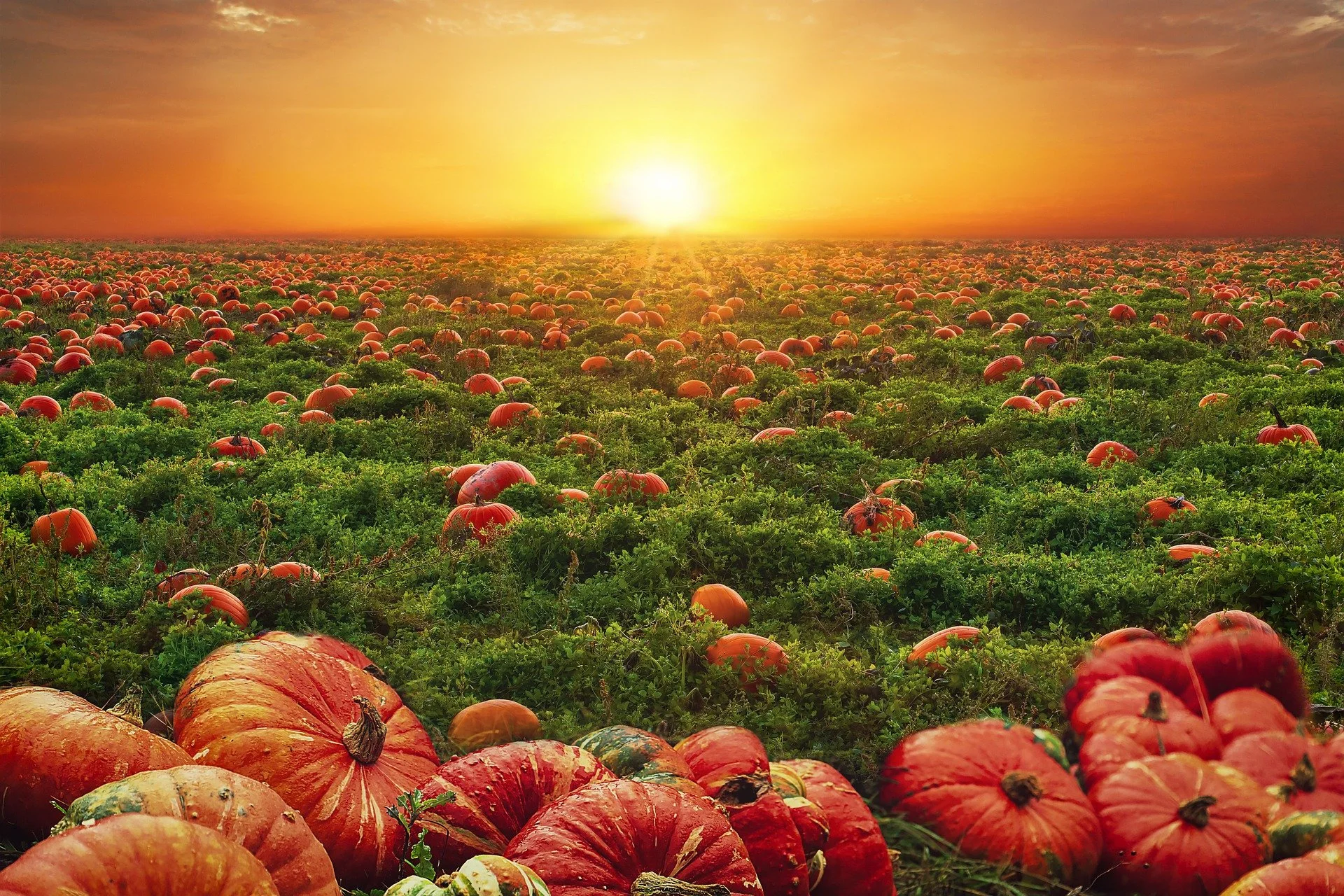 Global vegan company invites public to back plant-based brands