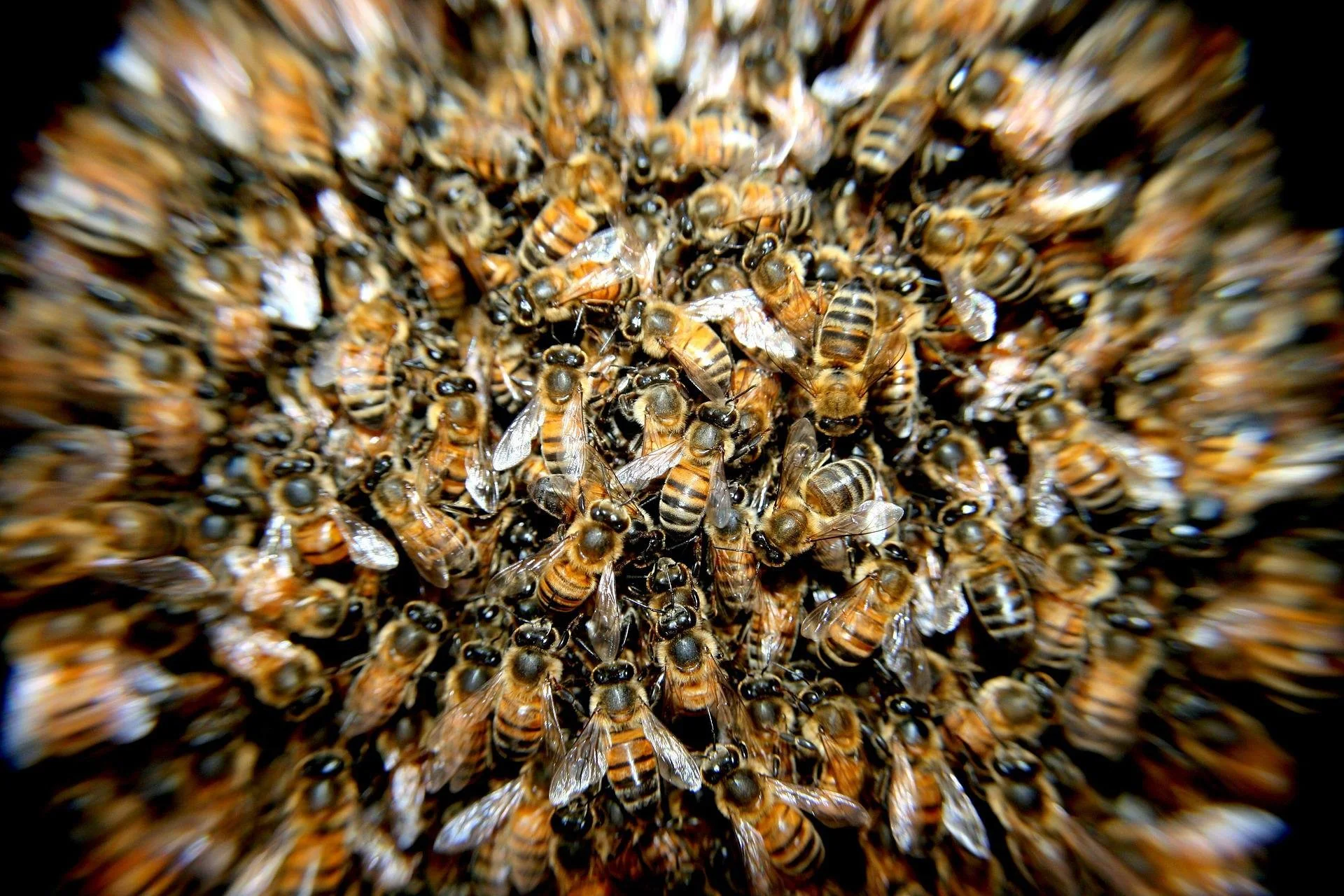 Ozone can act as a barrier to pollinators finding blooms