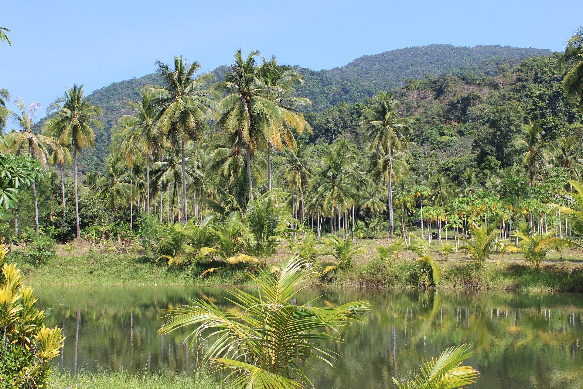Cutting down forests: what are the drivers of deforestation?