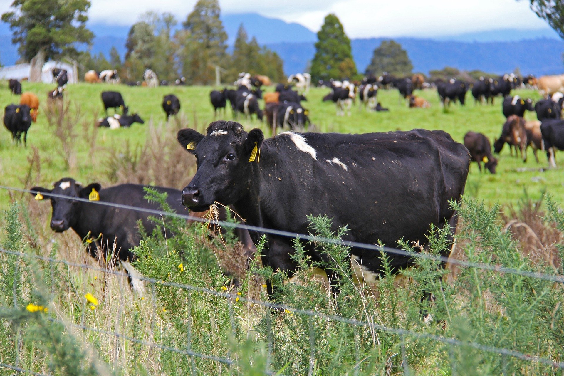 Plans to reduce NZ agricultural emissions 