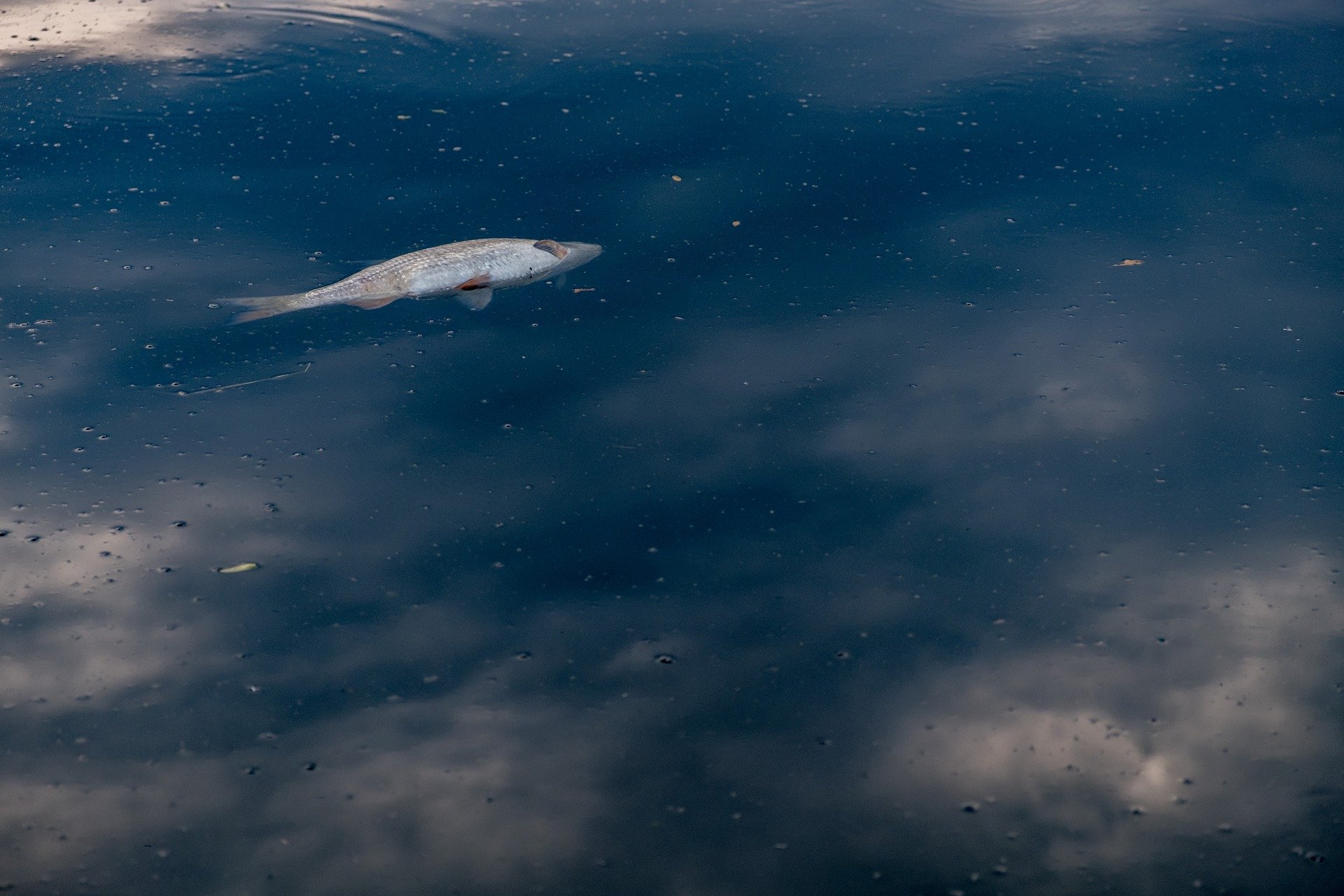 Health warning – algal bloom in Te Roto o Wairewa - Lake Forsyth