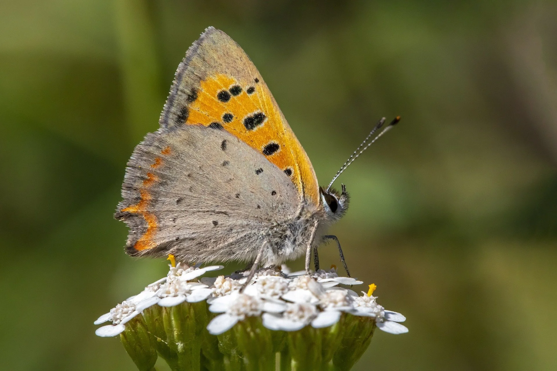 NZ butterfly extinction on the cards?