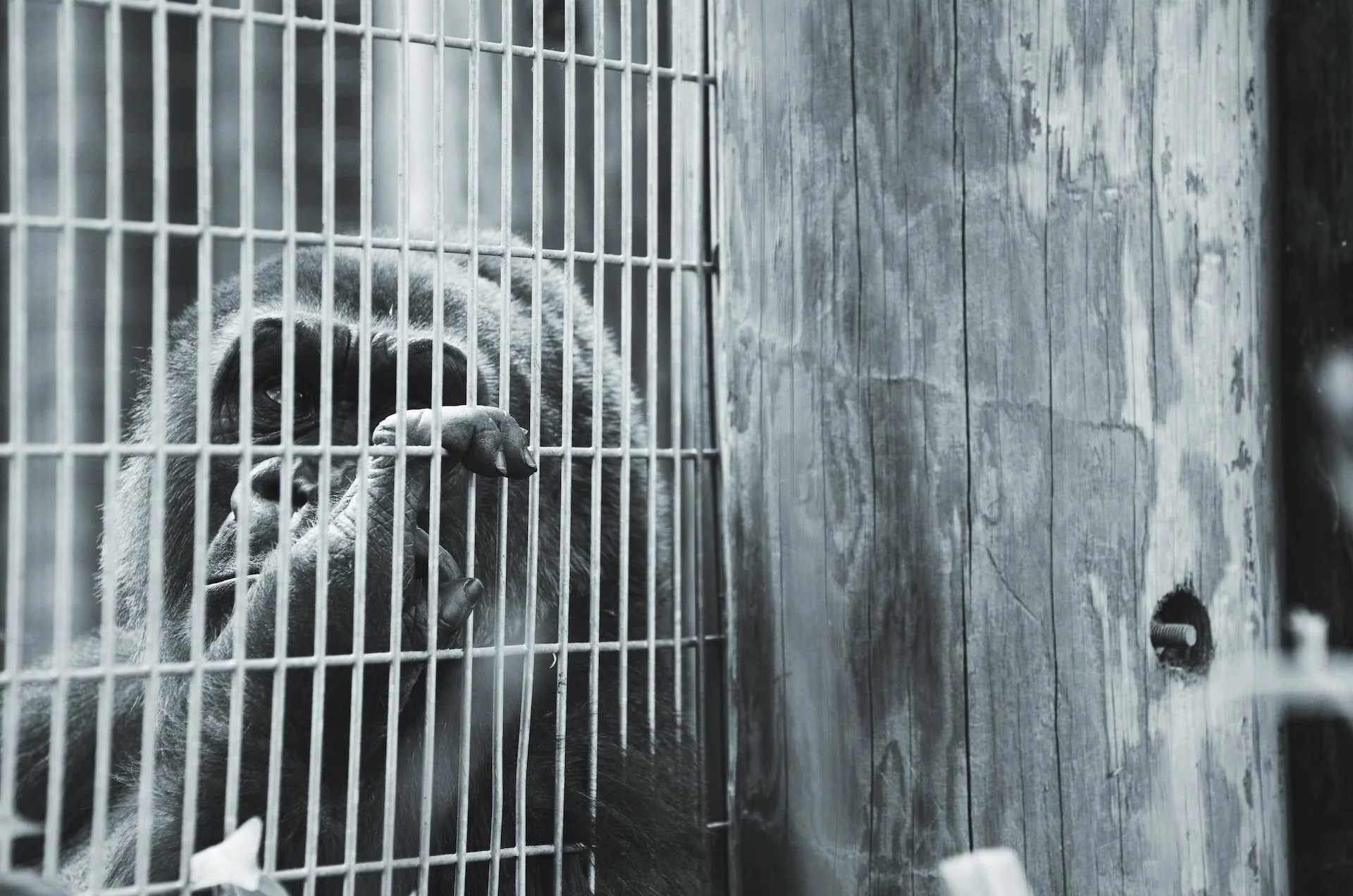 World’s loneliest gorilla lives in a mall