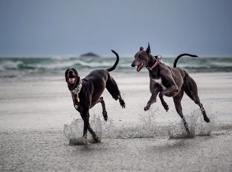 Damning report into NZ greyhound racing industry safety