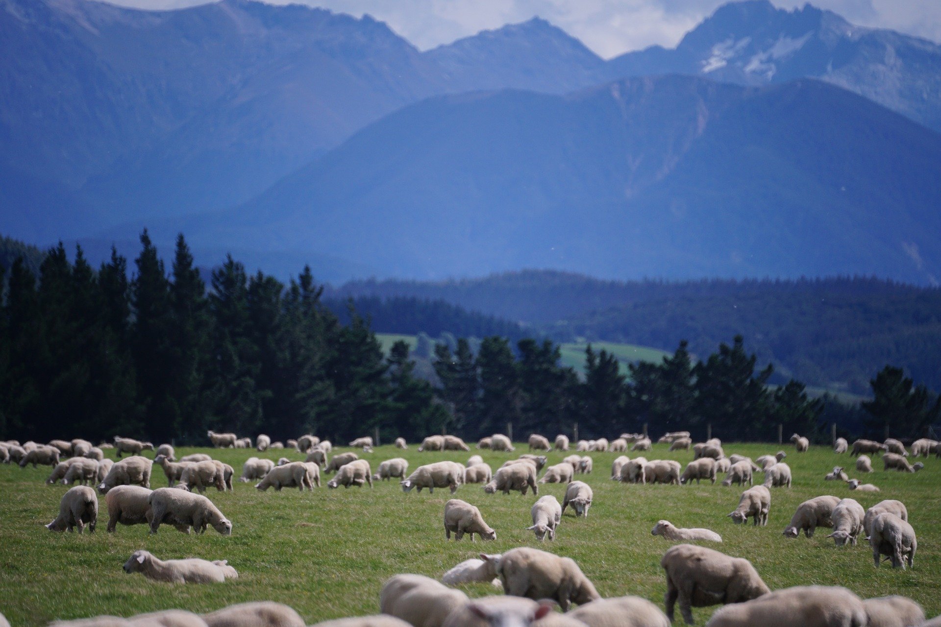 New Climate Action Centre to support Kiwi farmers