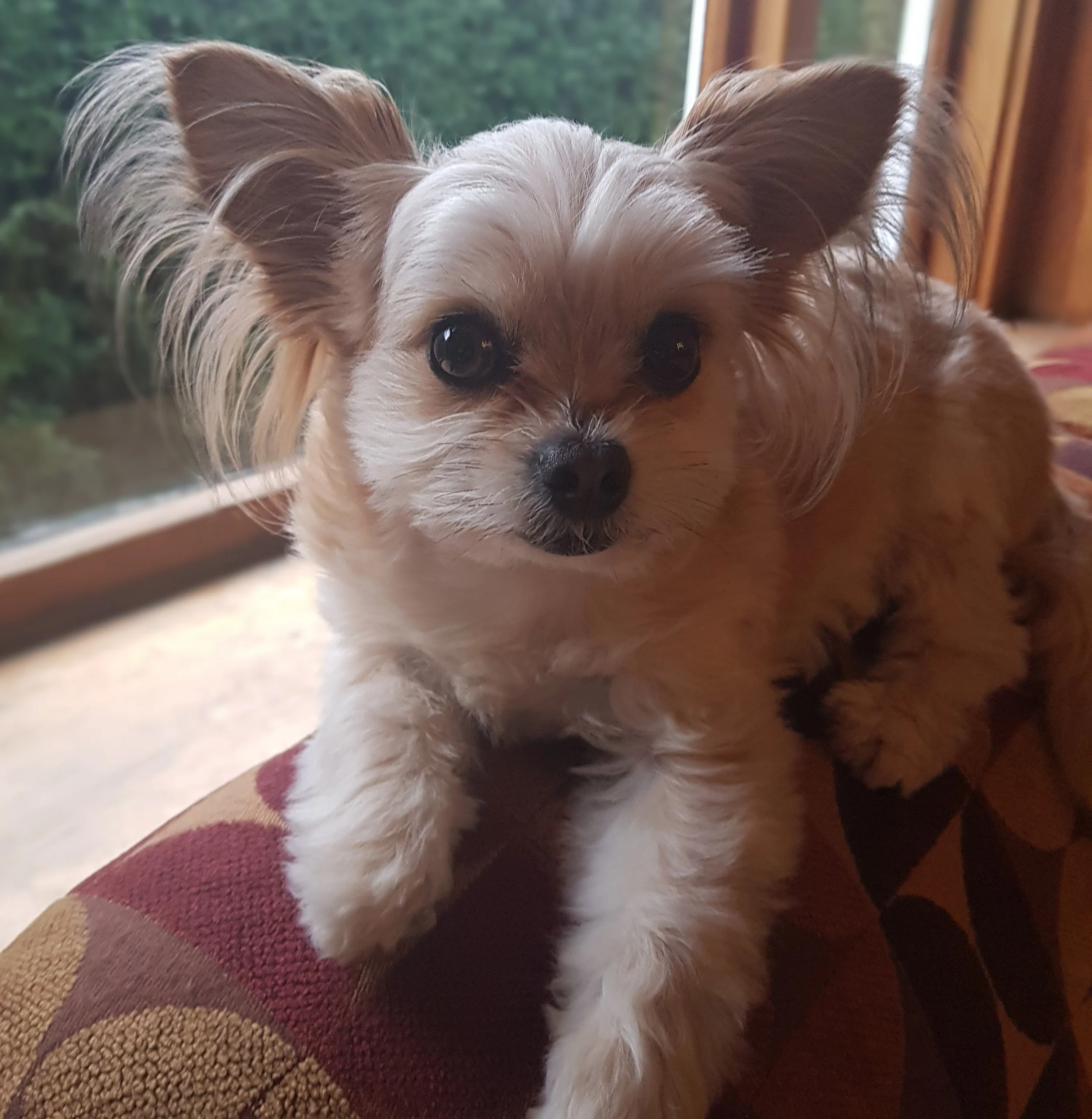 Buying a puppy? Kei te hoko kurī? kia mataara ki ngā tāware