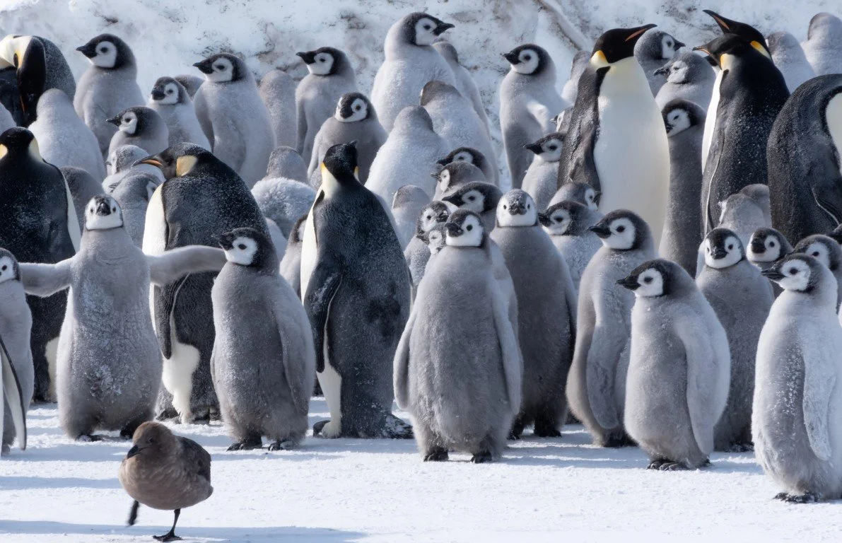 Tech is helping saving Antarctica’s emperors
