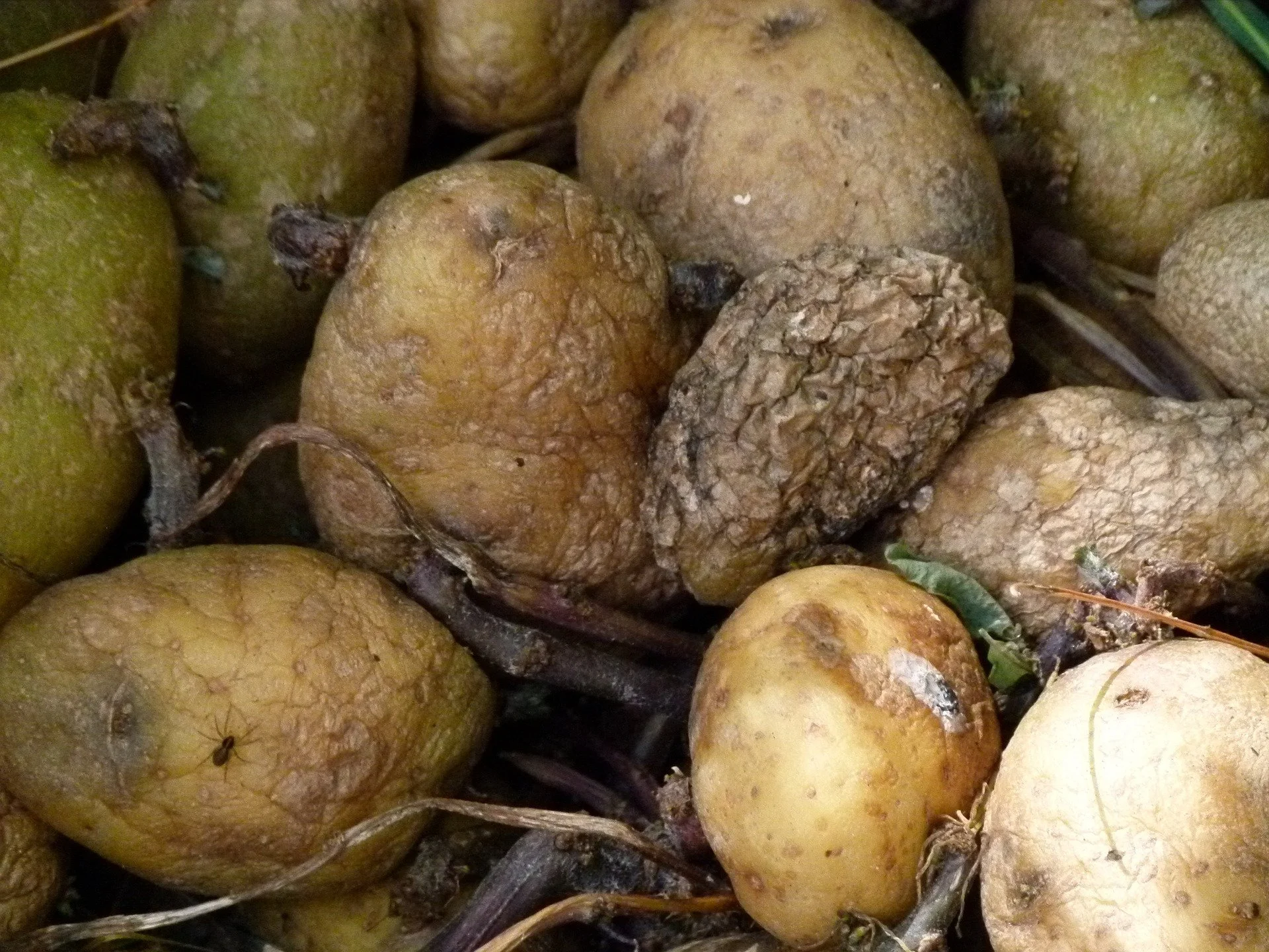 Reducing food waste via AI