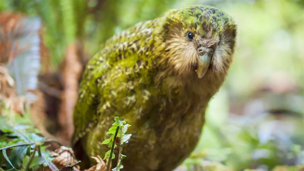 More kākāpō  deaths threaten critically endangered species
