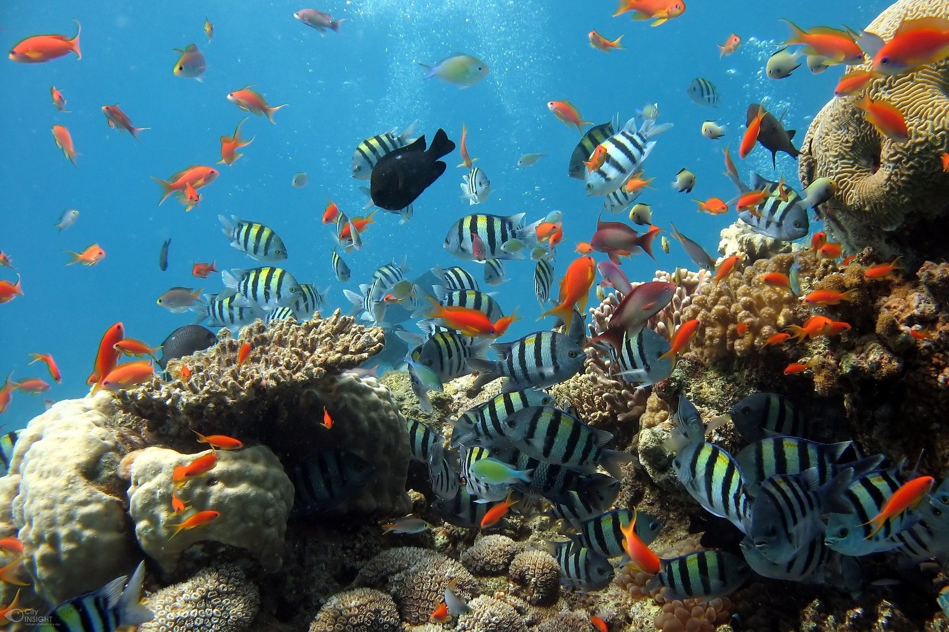 Pacific coral reefs may survive into the 2060s