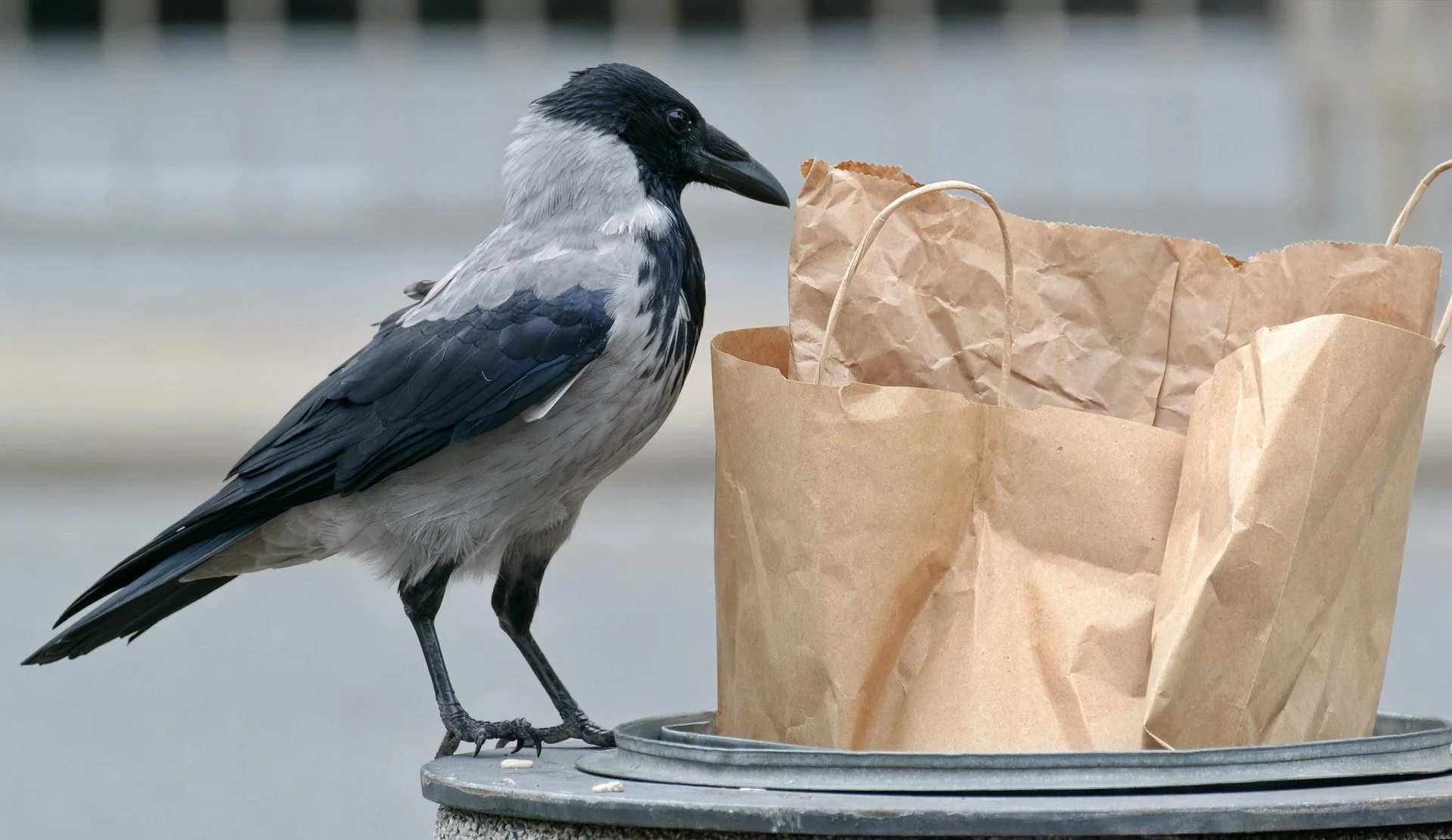 Helping kiwis reduce food waste
