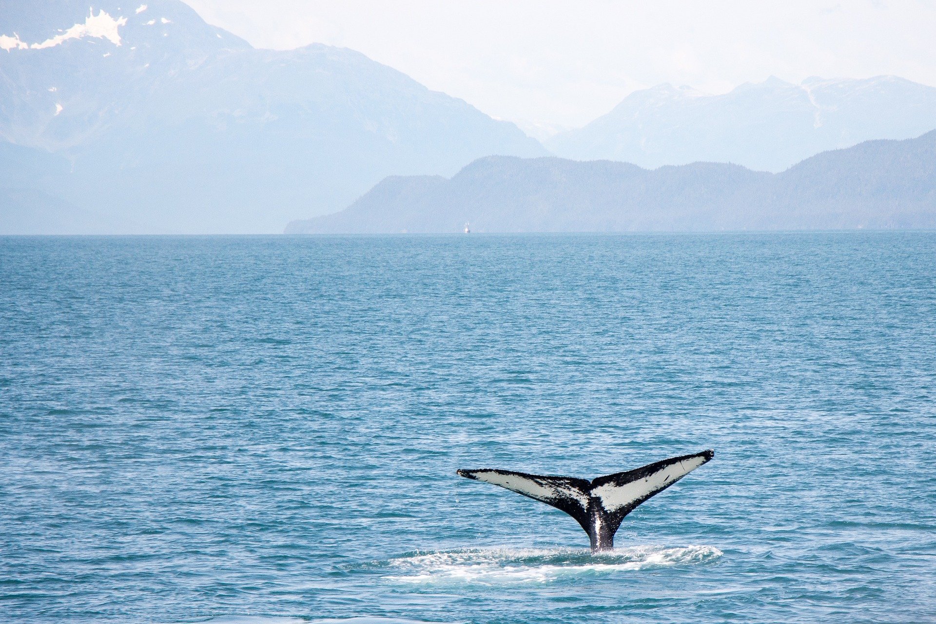 Historic treaty to protect ocean life but why wait seven years?