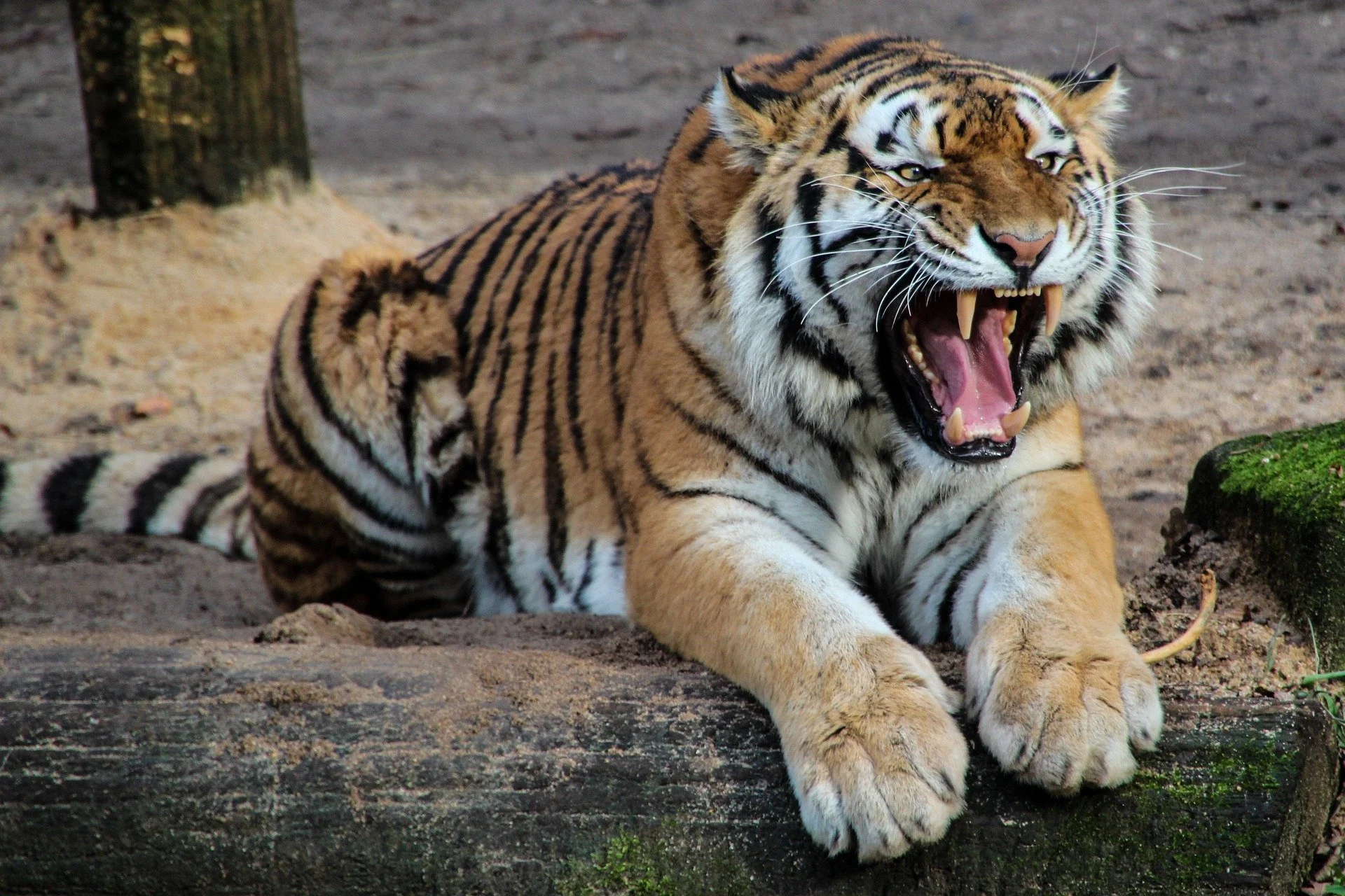 76 percent of UK wants animals out of zoos