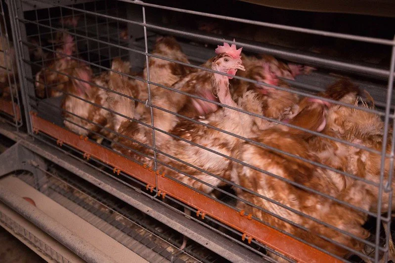 Petition to free hens from cages heading to Parliament