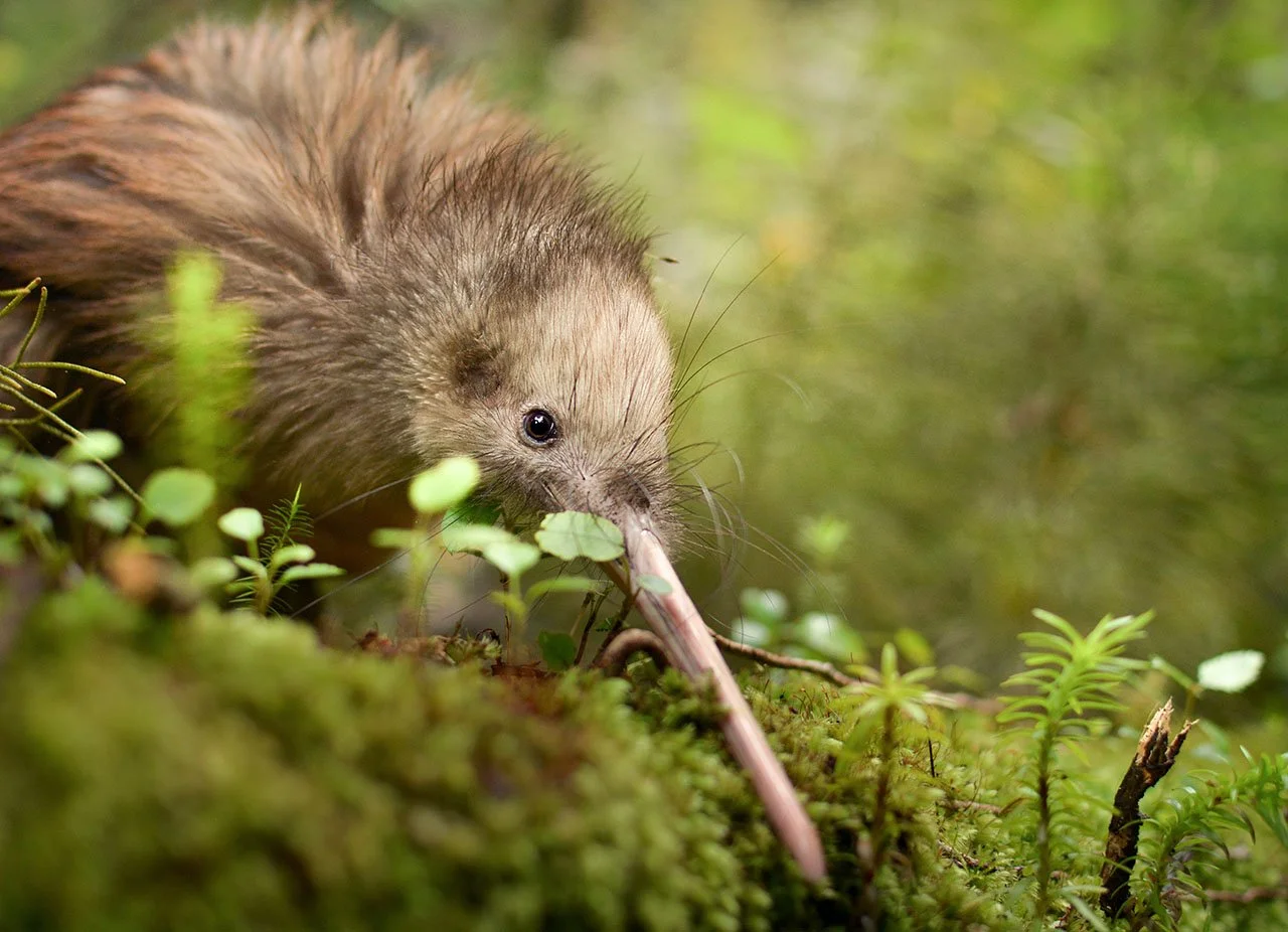 Aotearoa’s indigenous species are at risk of extinction  