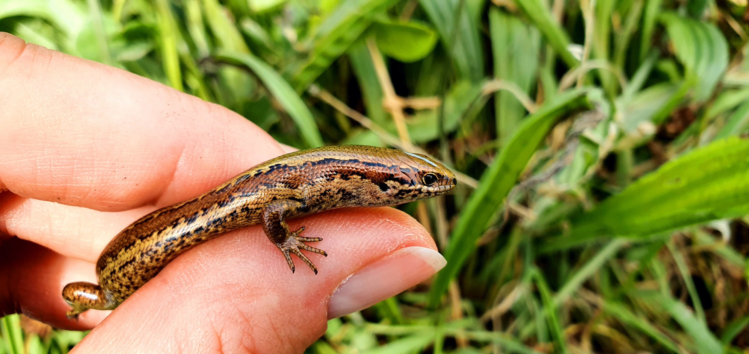 Rare skinks return to southern home