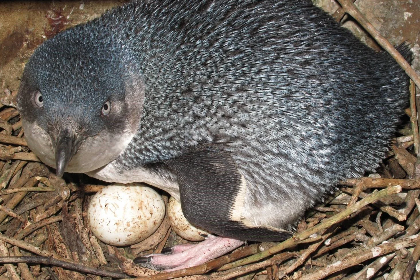 Mazda Foundation supports wildlife and the community