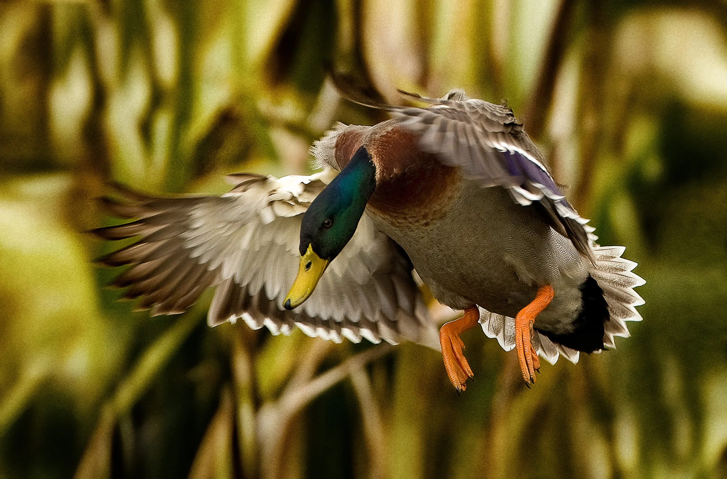 Hunters gear up for game bird hunting season