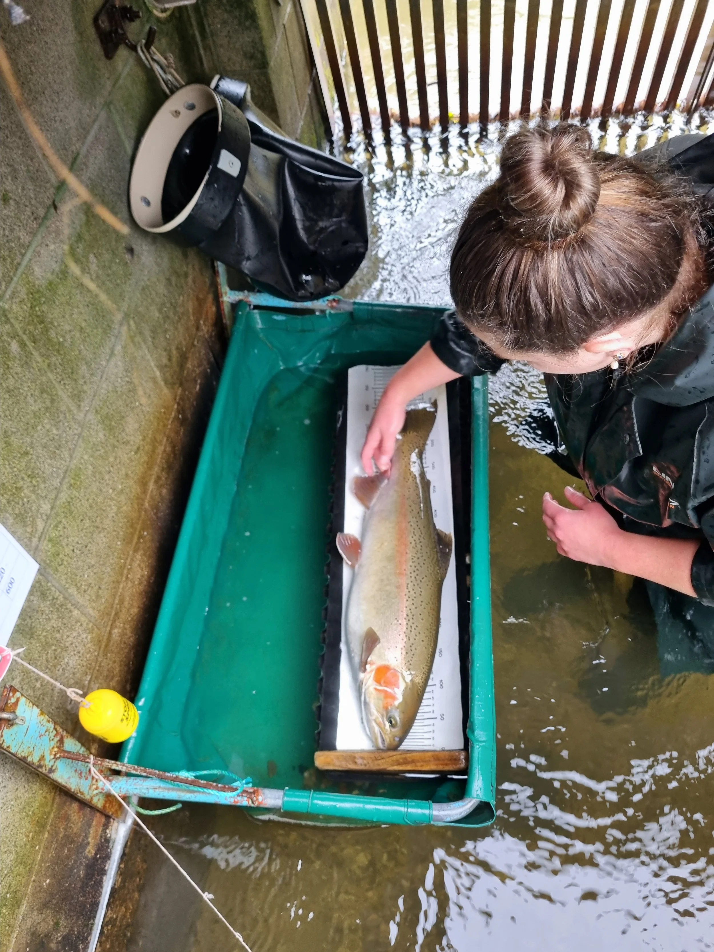 Spawning monitoring – measuring to manage&nbsp;