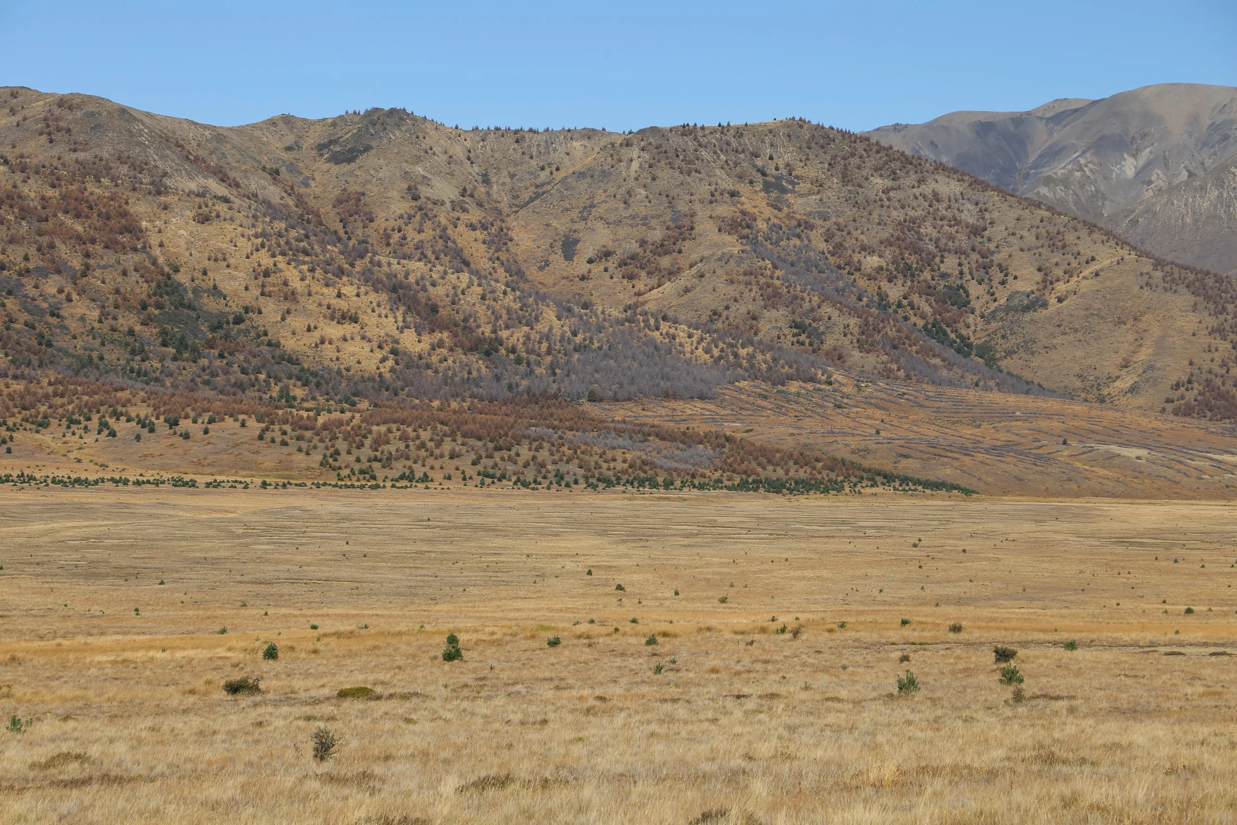 Marlborough District Council welcomes new wilding conifer funding for Molesworth 