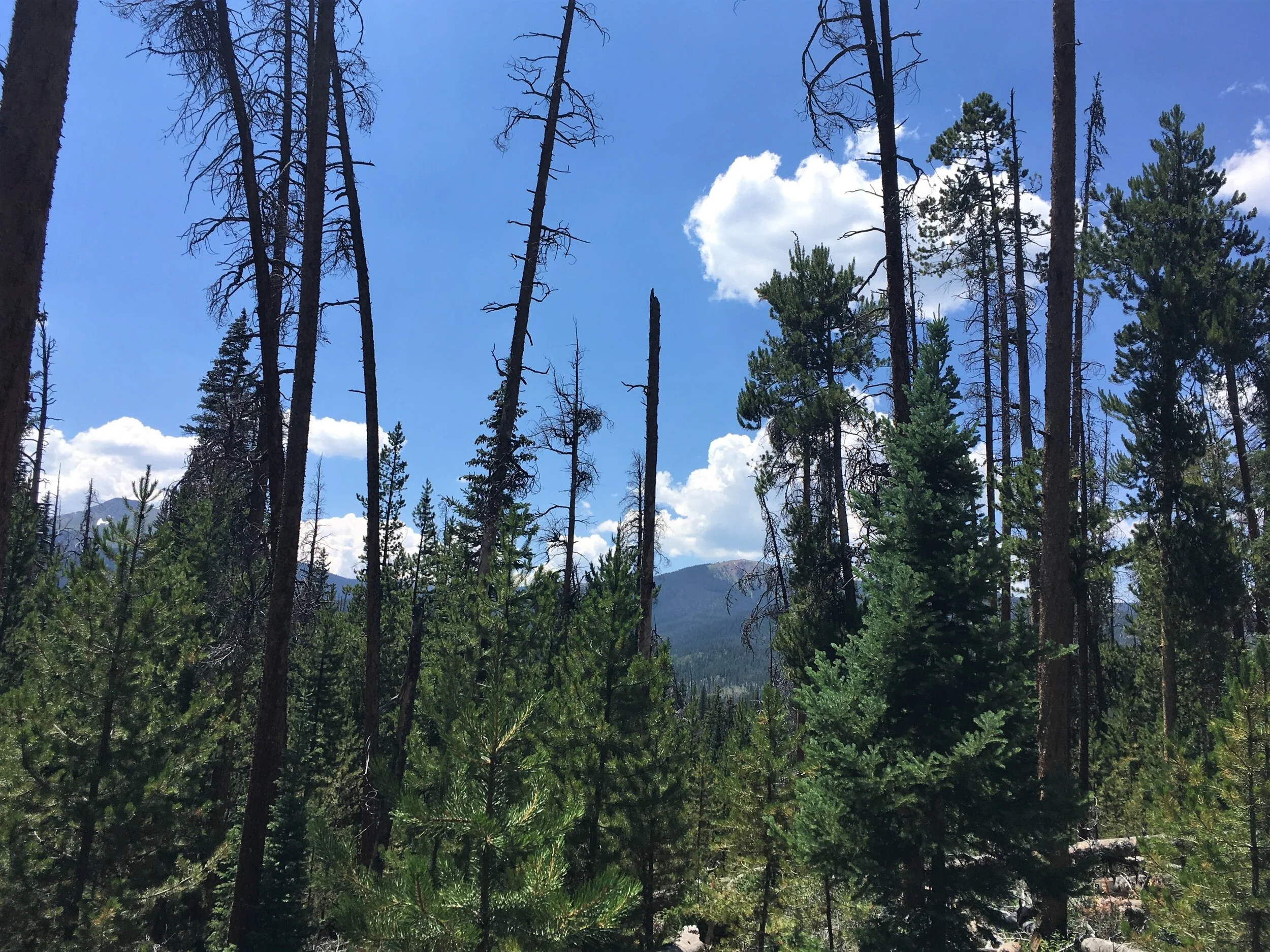 Seeing the forest for the (dead) trees