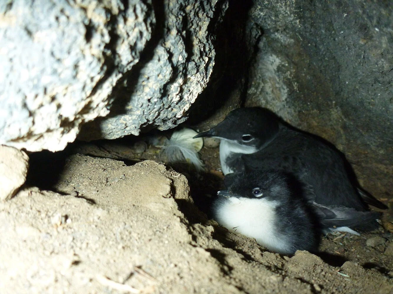 Peeing off a skiff and other adventures of a seabird biologist