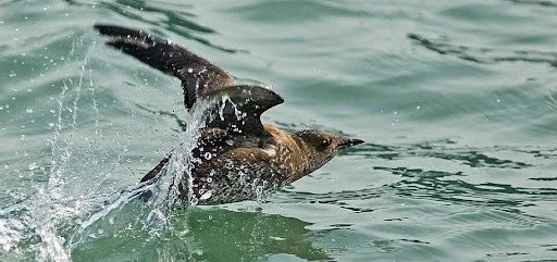 The Mysterious Marbled Murrelet