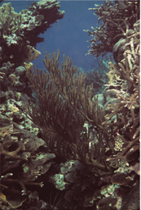 Coral recruitment? In this economy? : Caribbean coral collapse, and the case for radical intervention