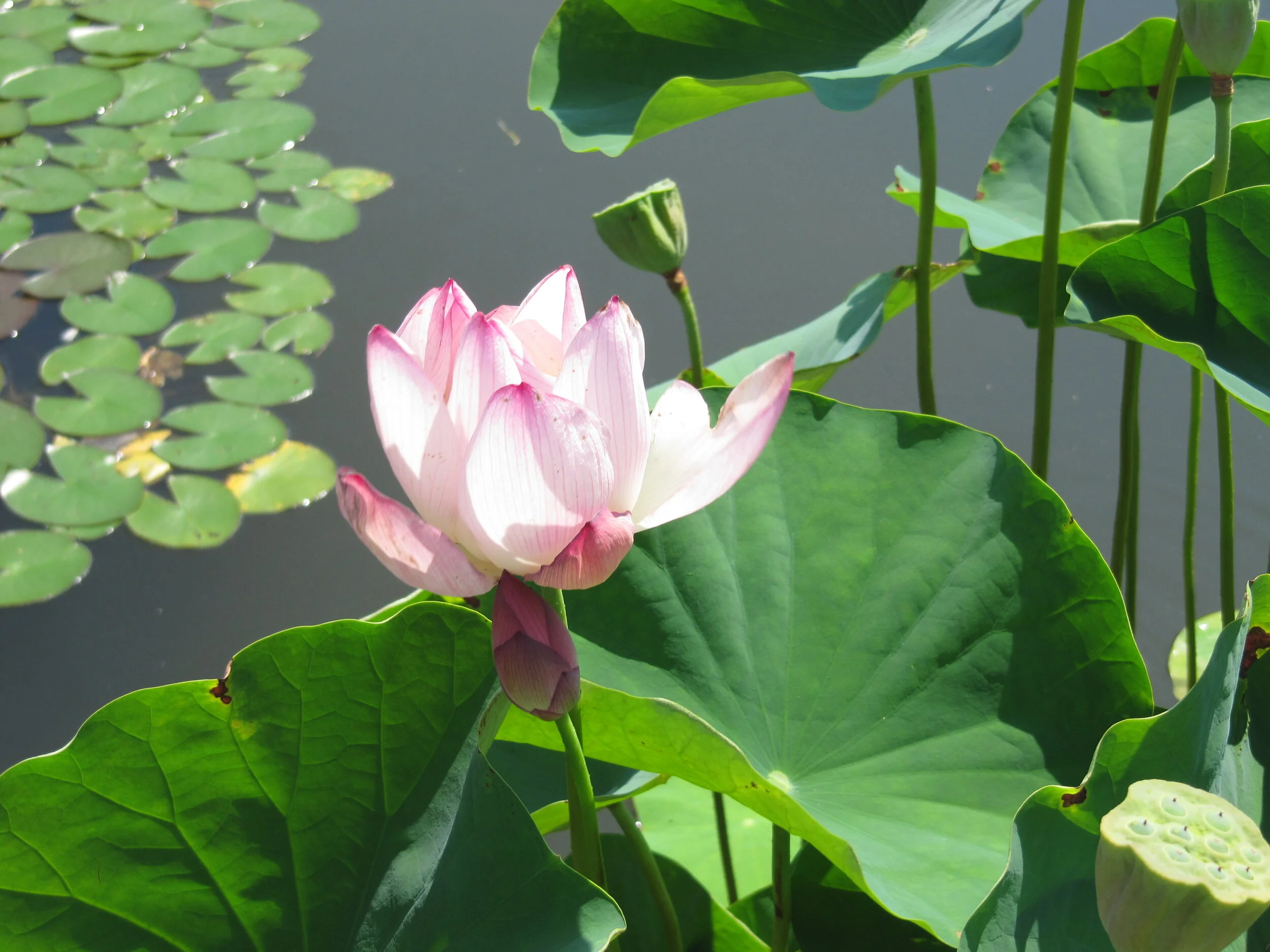 Out of the mud rises a lotus flower. Photo by Deb at the Brooklyn Botanic Garden 2012.