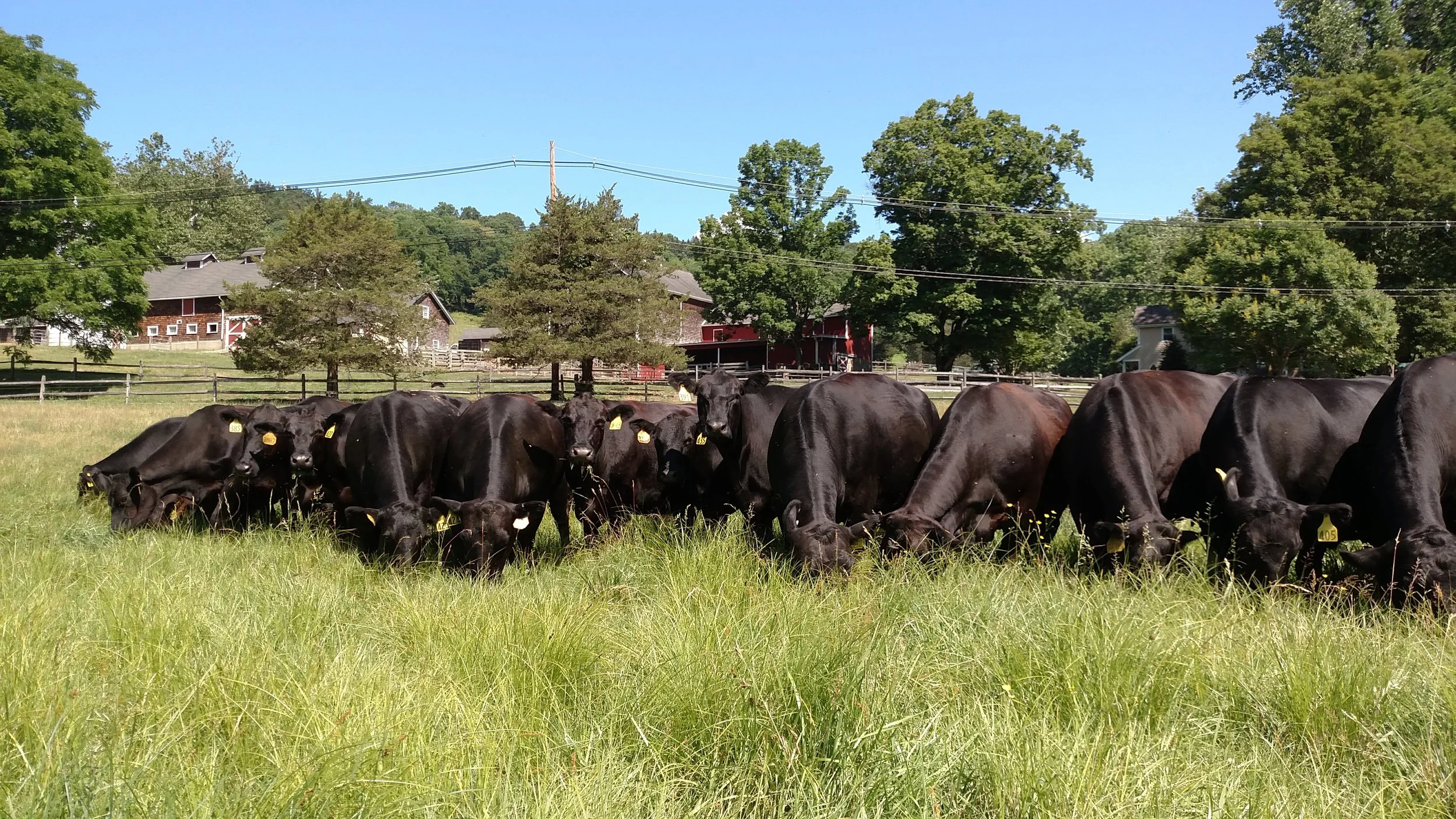 Corné Vogelaar - grazing farm background 2.jpg
