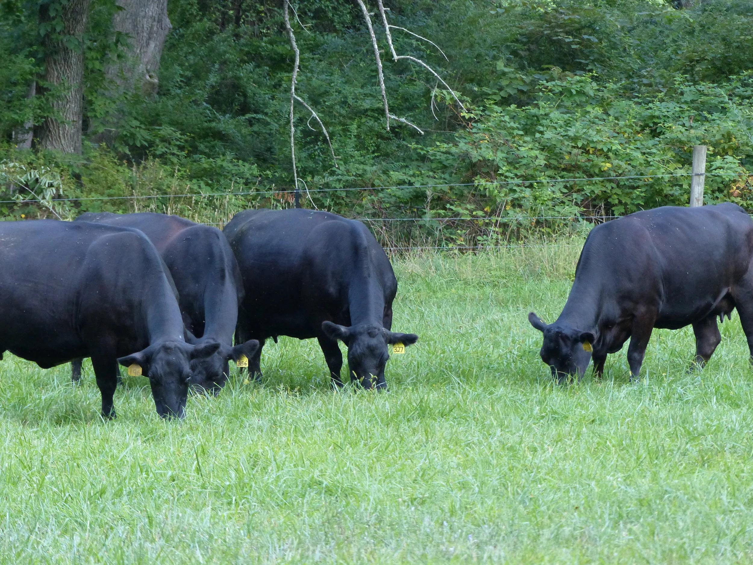 Corné Vogelaar - cows grazing2.JPG