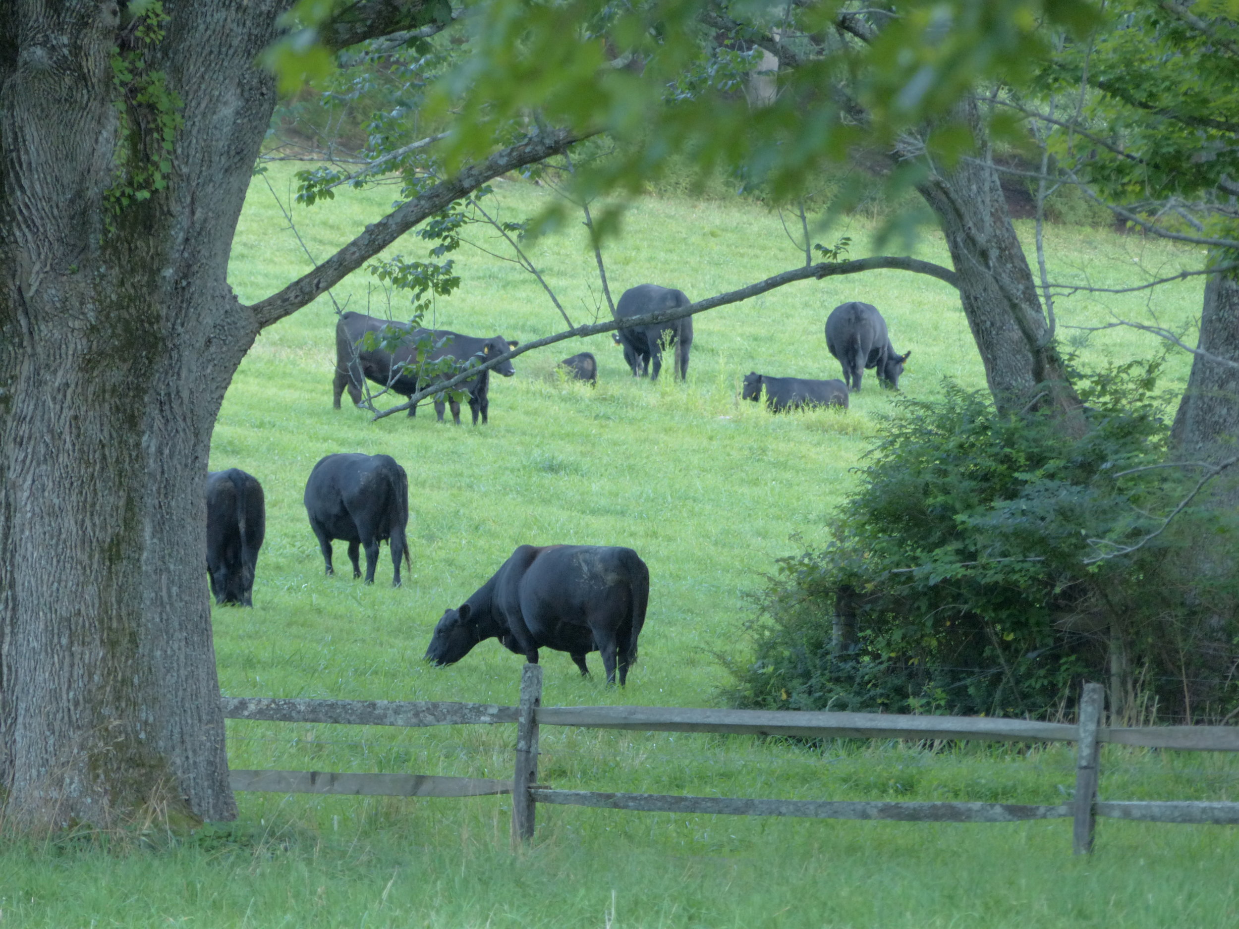 Corné Vogelaar - cows grazing tree.JPG