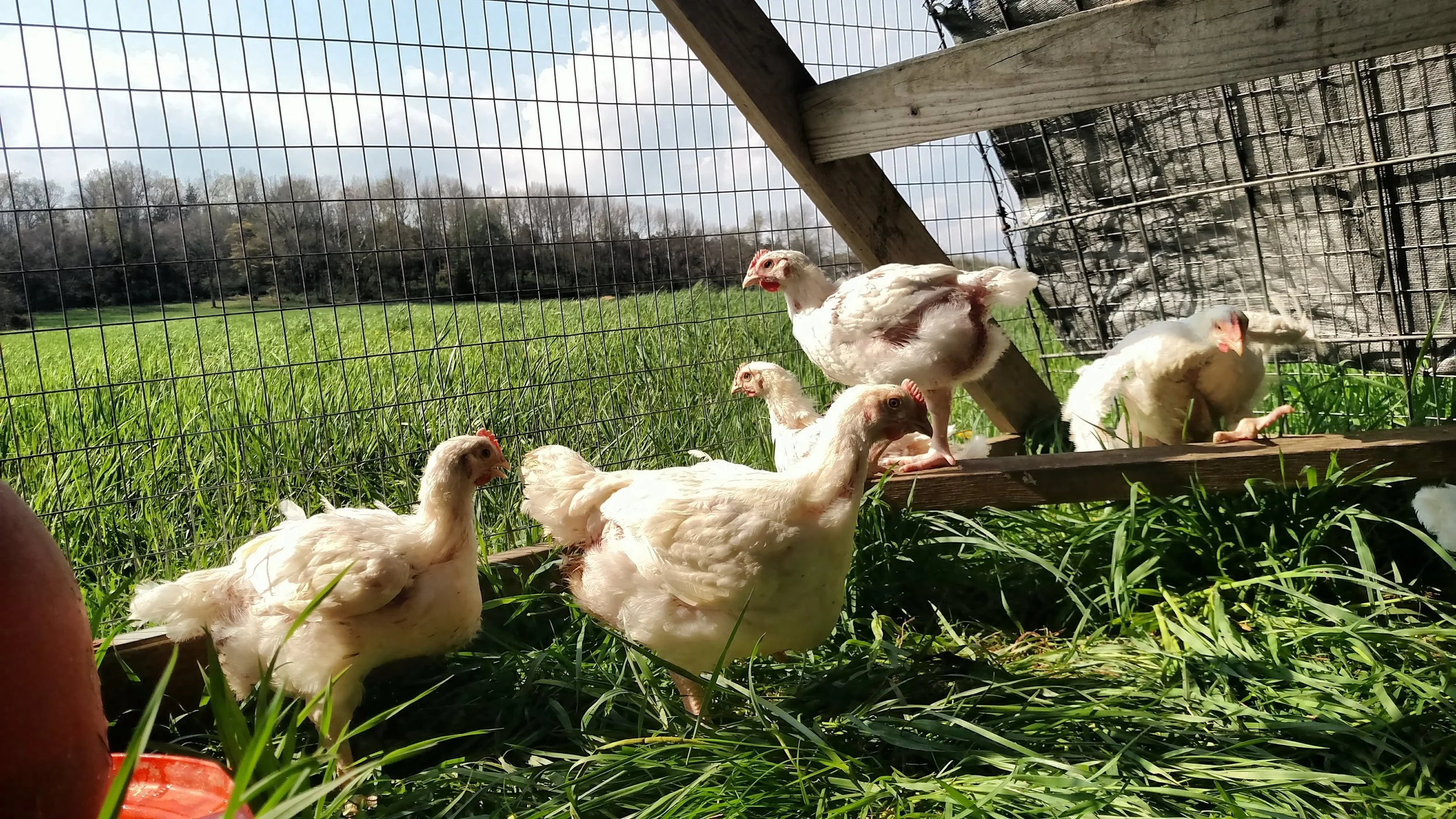 Corné Vogelaar - chicken tractor 3(2).jpg