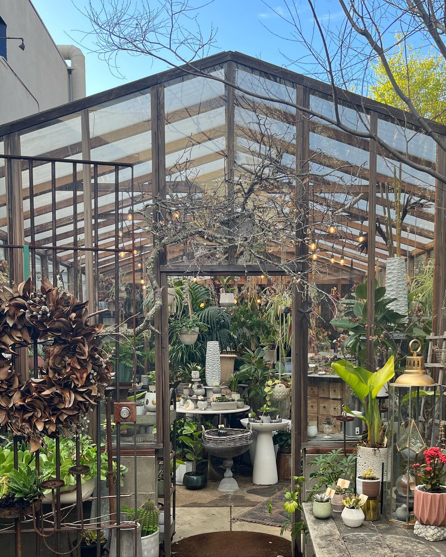 New treasure discovered and again I have the realization that plants are a girls best friend 🪴
.
.
.
.
#garden #greenhouse #gardening #green #landscape #architecture #design #designer #decor #interiordesign #interiordesigner #oakland #bayarea #calif