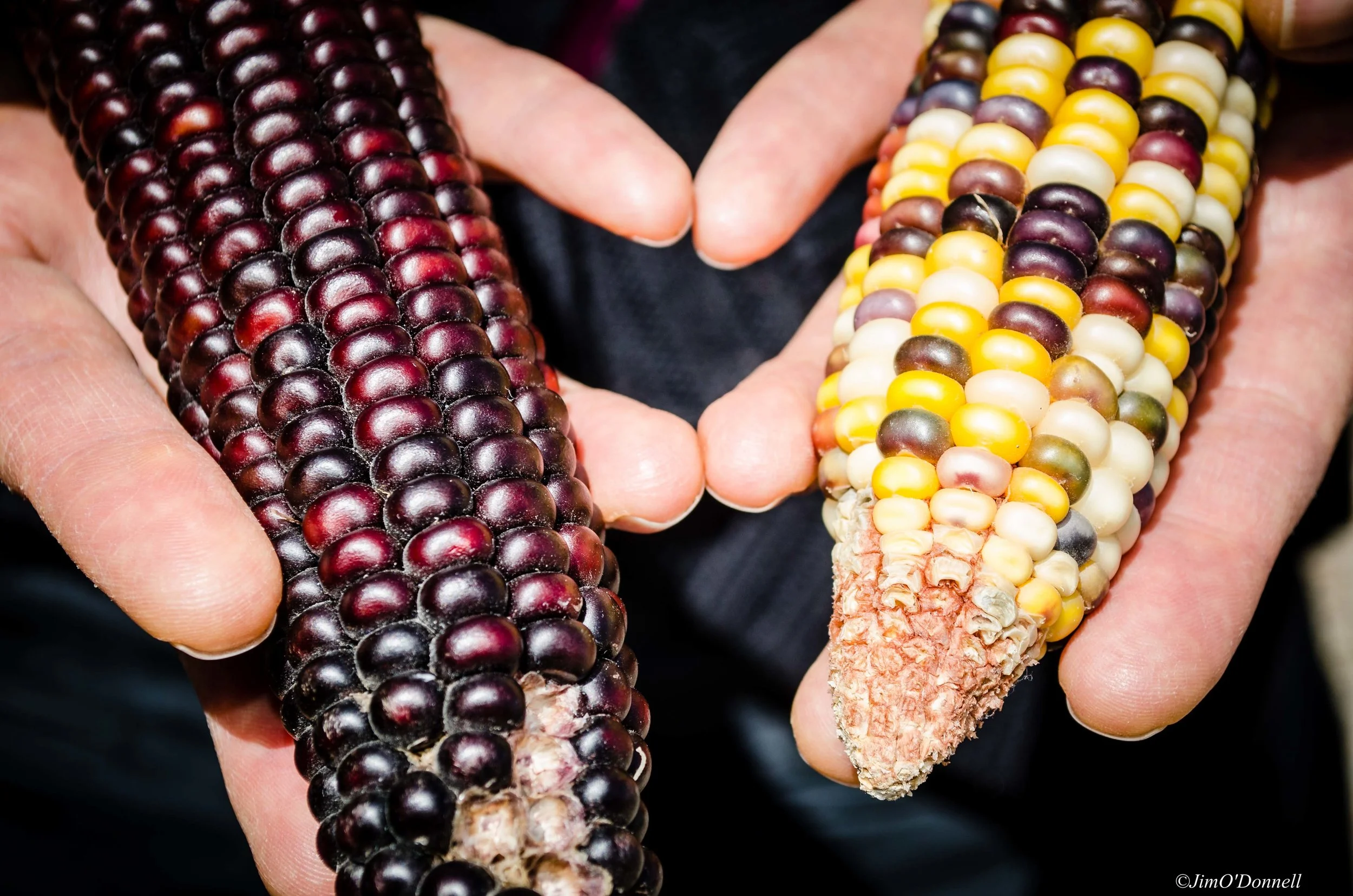 ODonnell_NM_Taos_corn_agriculture-039.jpg