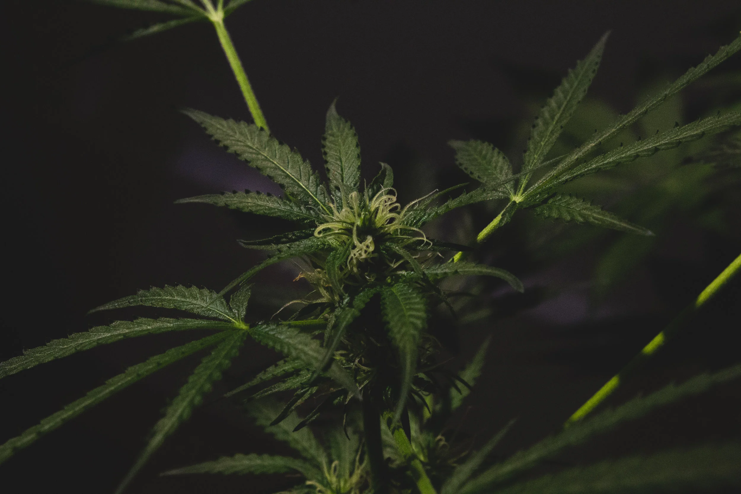 Hemp Farming pt 1: Planning and Planting