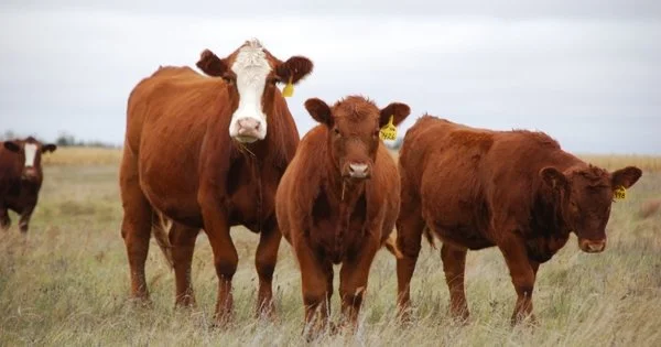 Increased Profitability and Production through Rotational Grazing and Herd Management: Methods that Work in Arid Rangelands