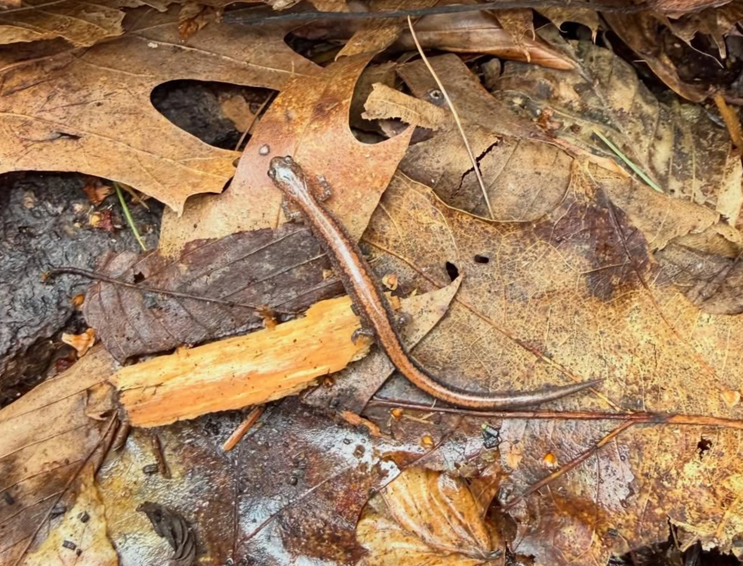 Screenshot 2026-04-16 at 12.40.29 PM.jpg