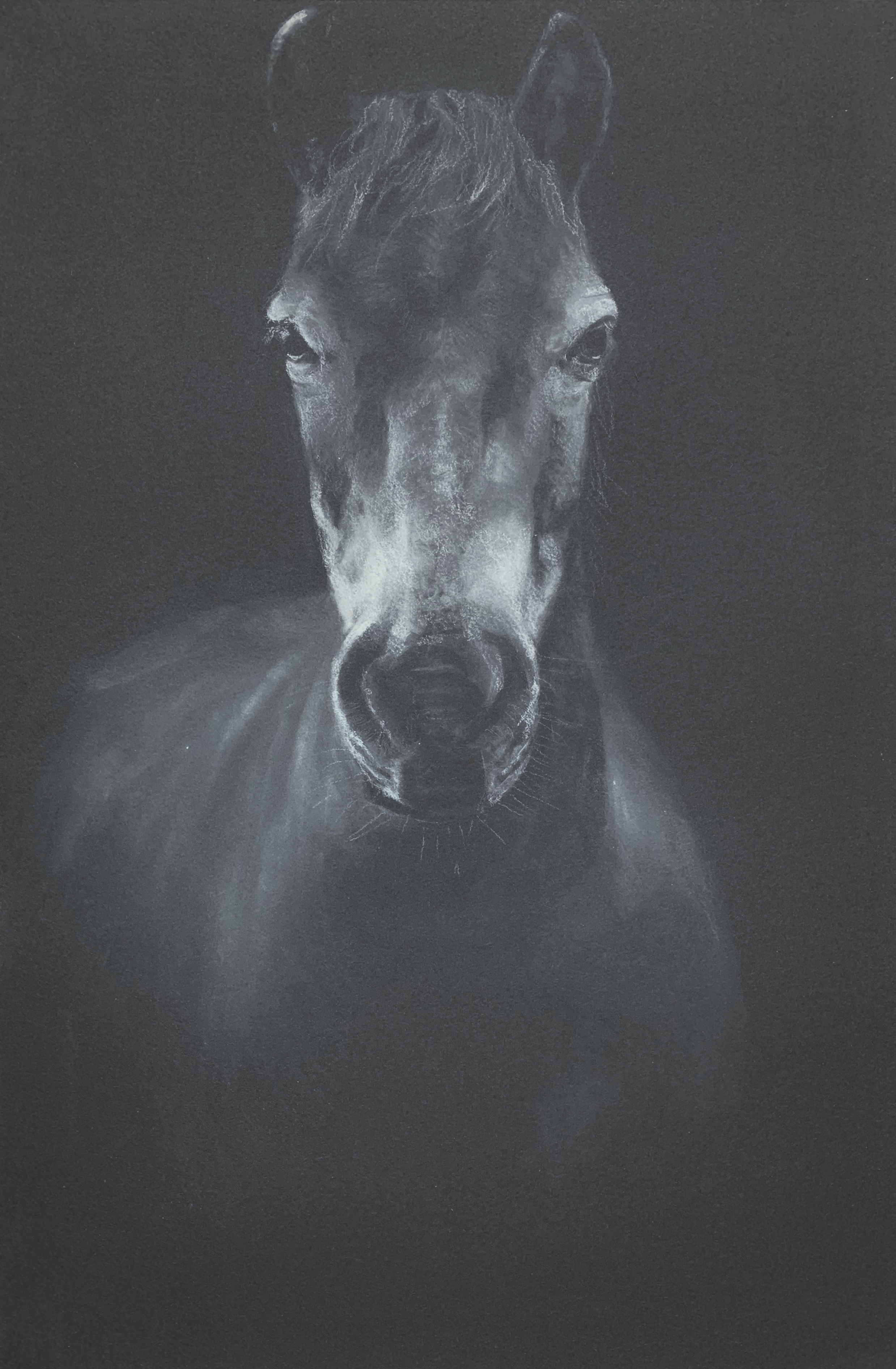   Equine    chalk on paper  22x15  SOLD 