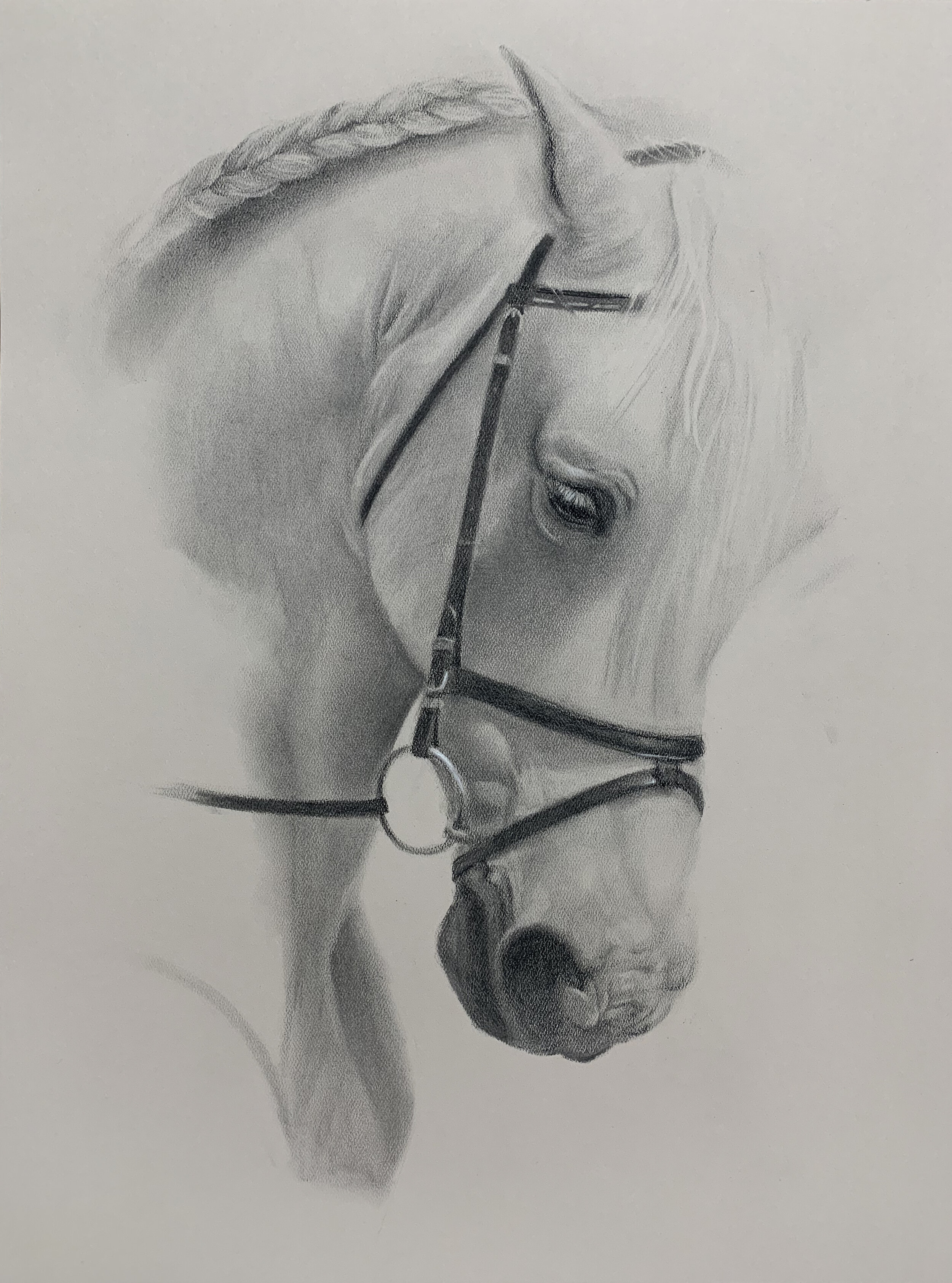   Equine IV   charcoal on paper  24x18 