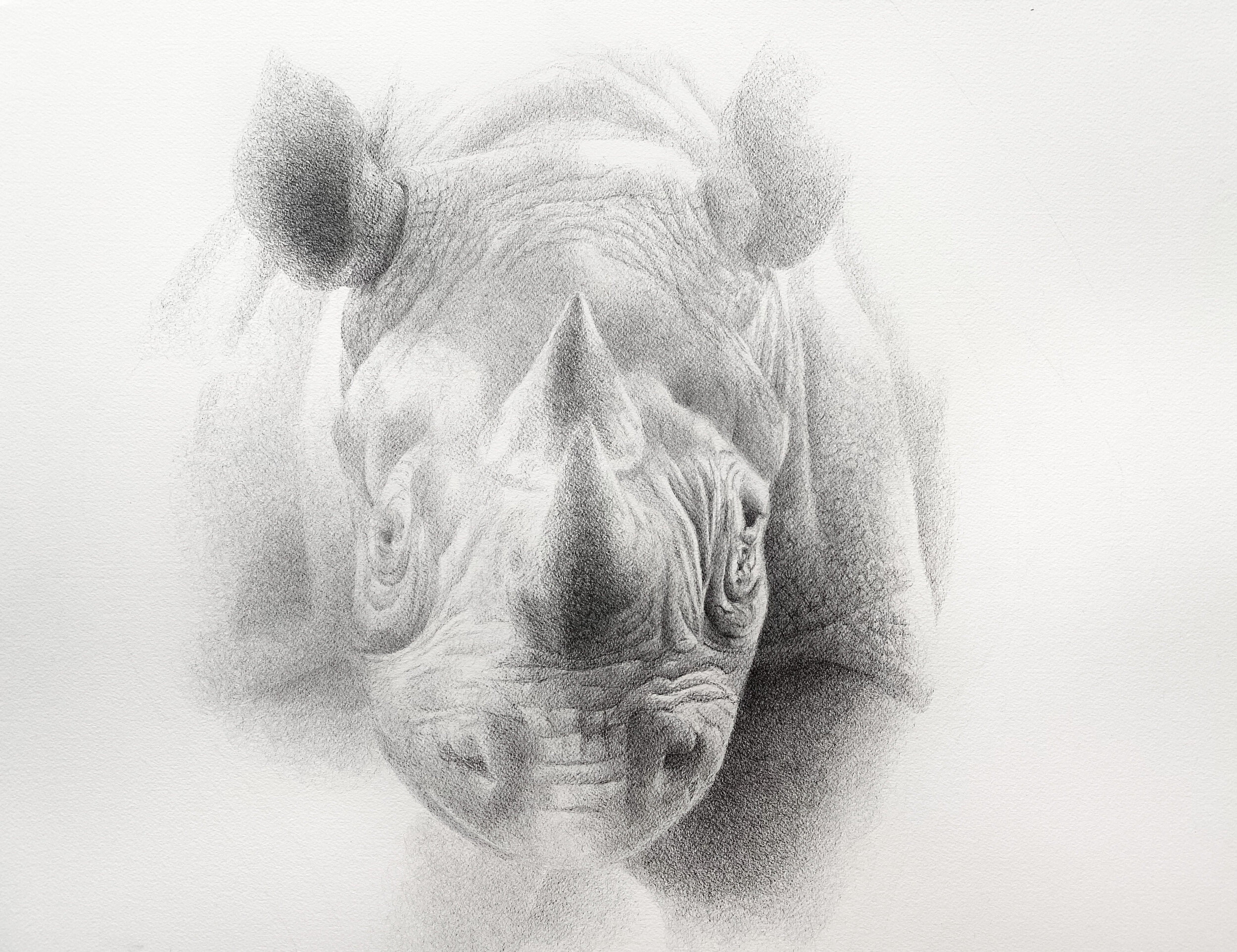   Cloud Rhino   pen on paper  20x24 