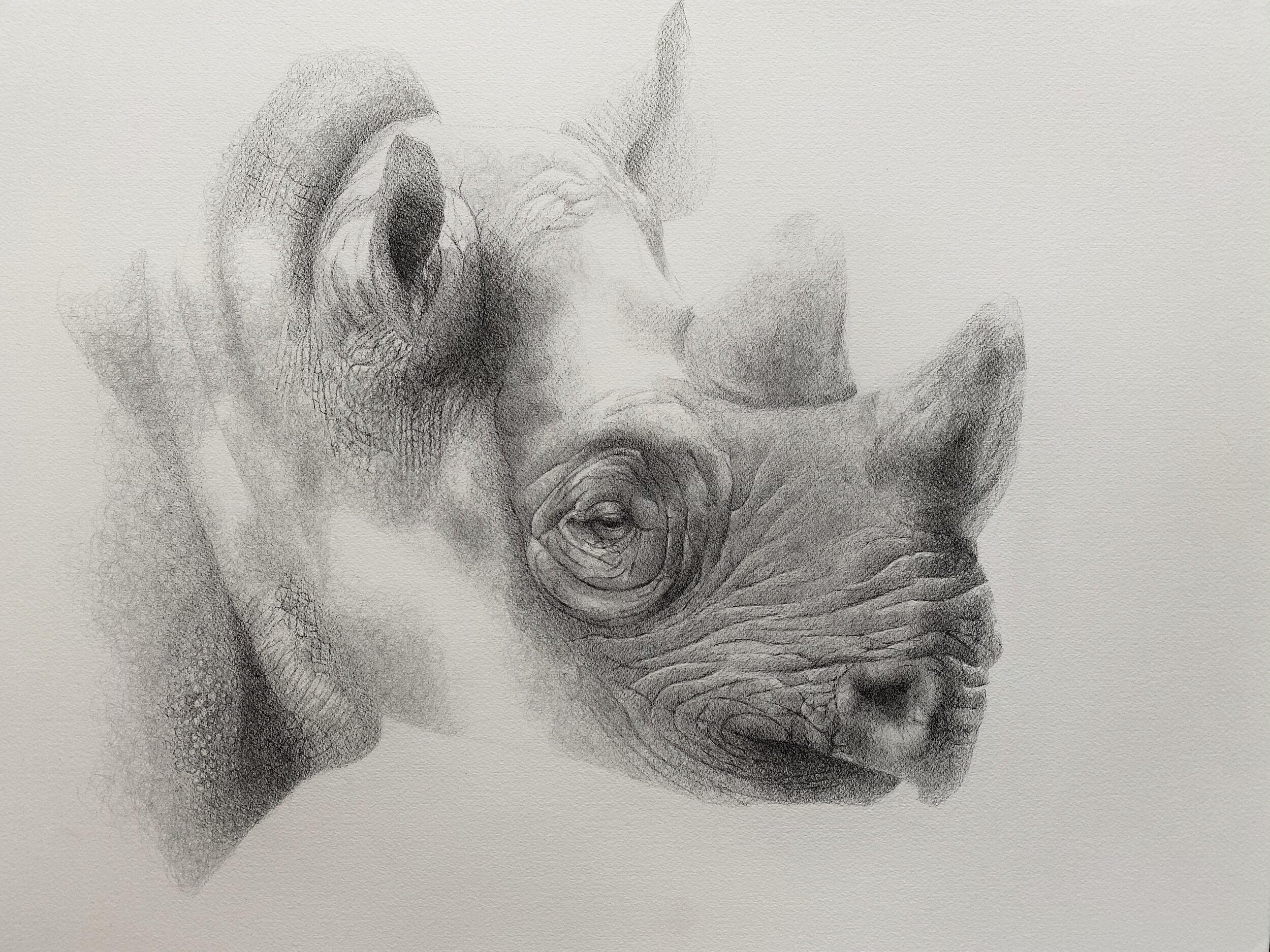   Rhino II   pen on paper  20x24 