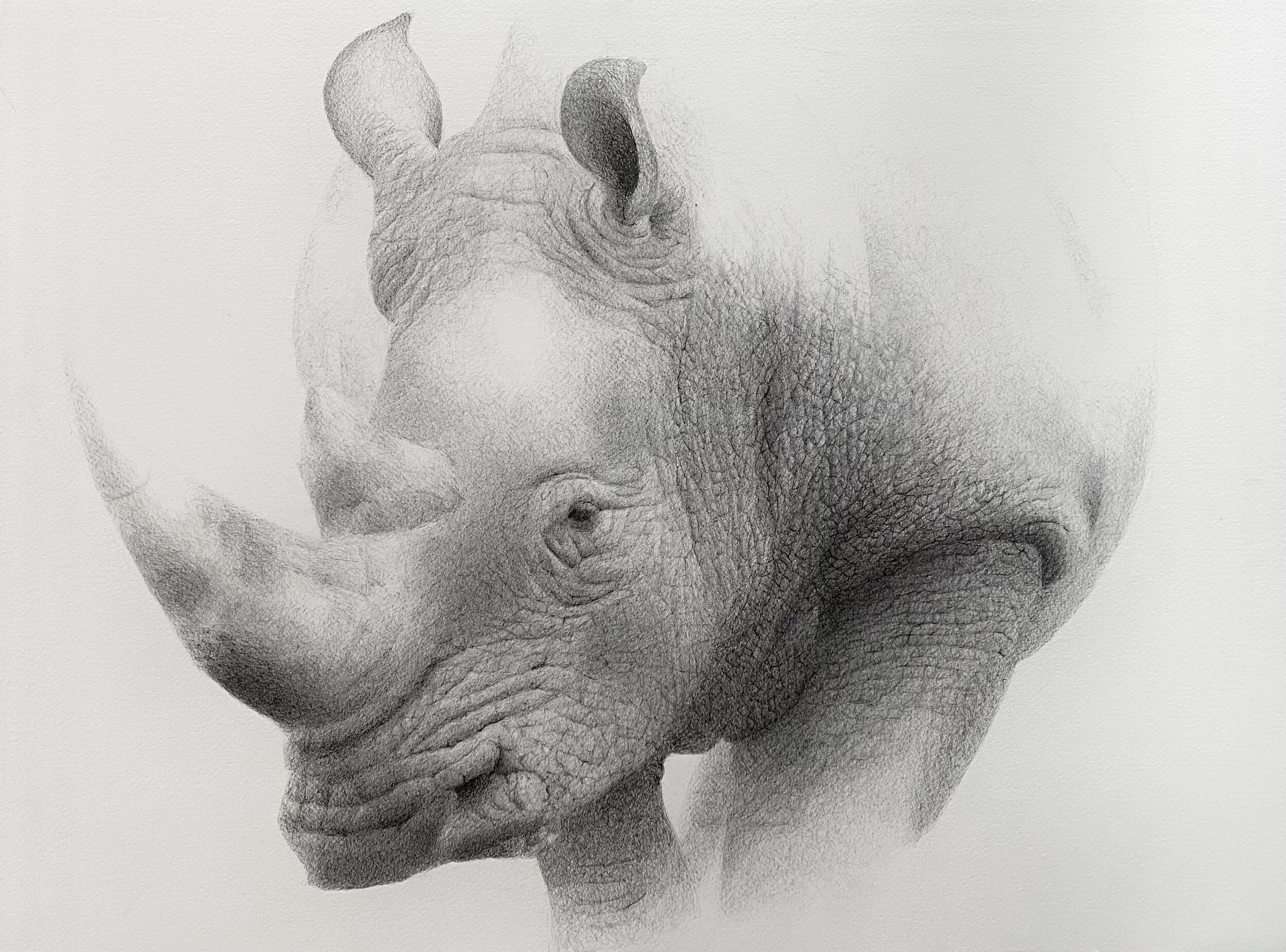   Rhino   pen on paper  20x24 