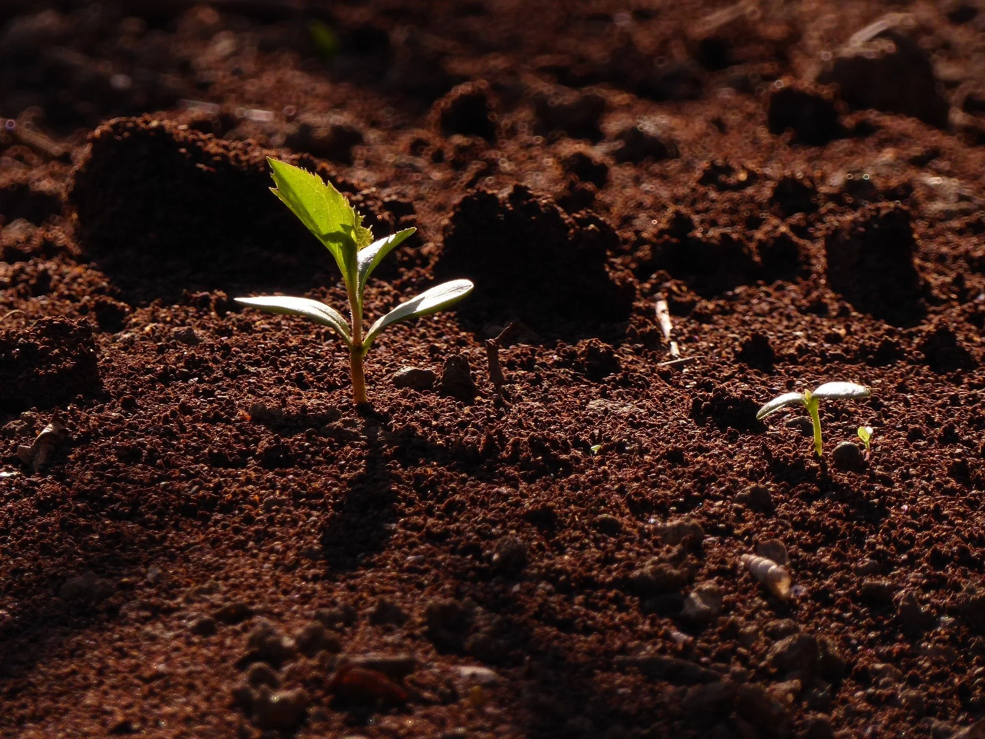 Cultivating Intention